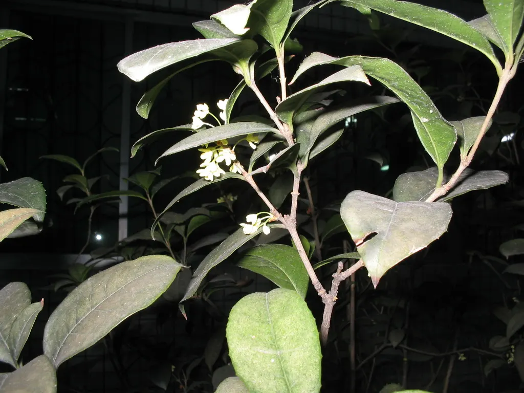 Sweet Olive (Osmanthus Fragrans) — shrub with white blooms; or part of a mixed border