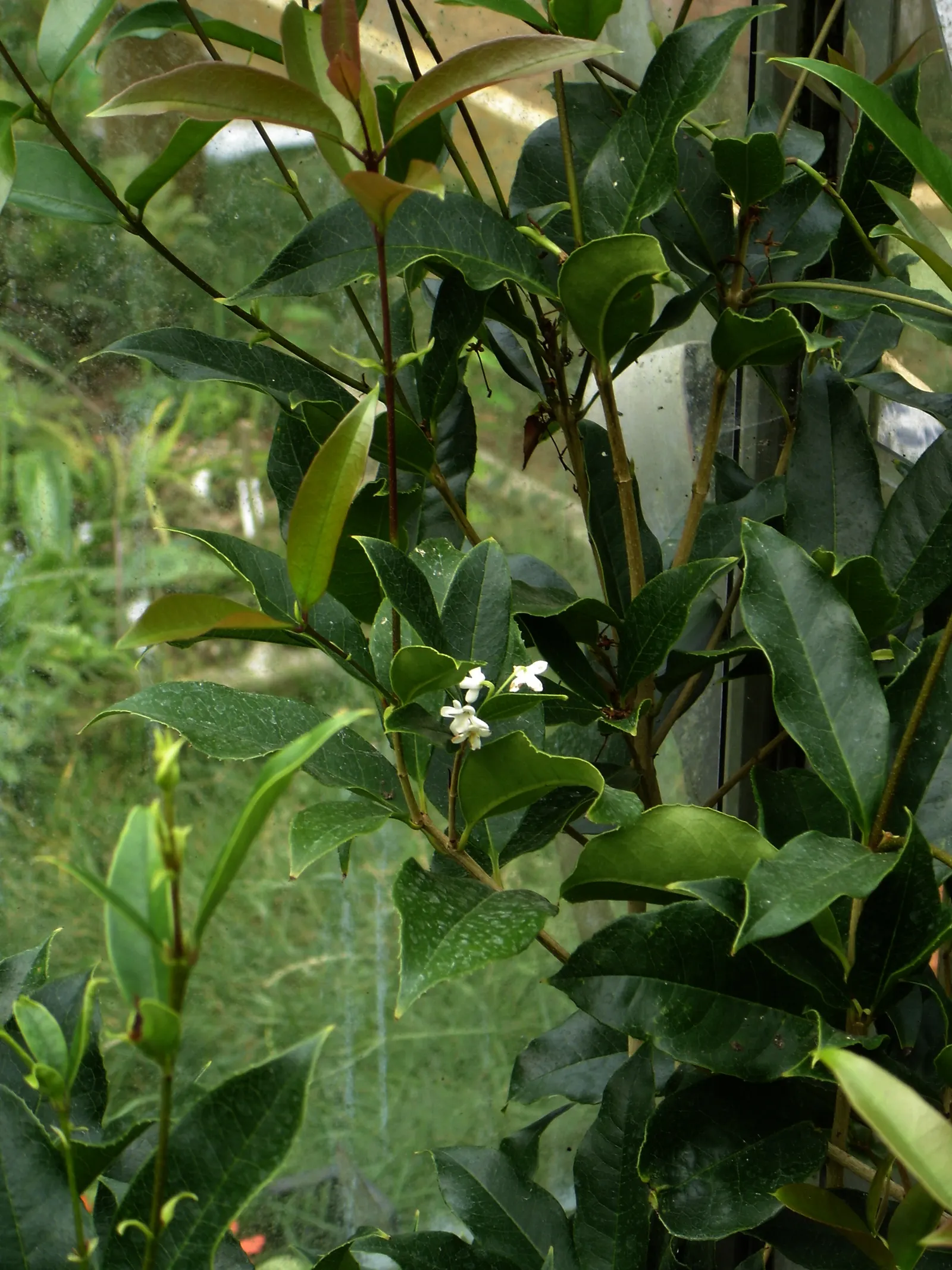 Sweet Olive (Osmanthus Fragrans) — is a highly aromatic evergreen shrub beloved for its delightful fragrance and handsome foliage; or part of a mixed border
