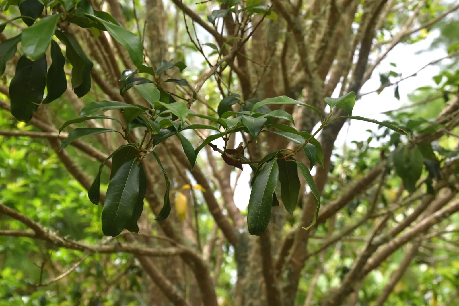 Sweet Olive (Osmanthus Fragrans) — Thriving in USDA zones 7-9, they prefer full to partial sun and well-drained soil; when designing with this plant, image 45