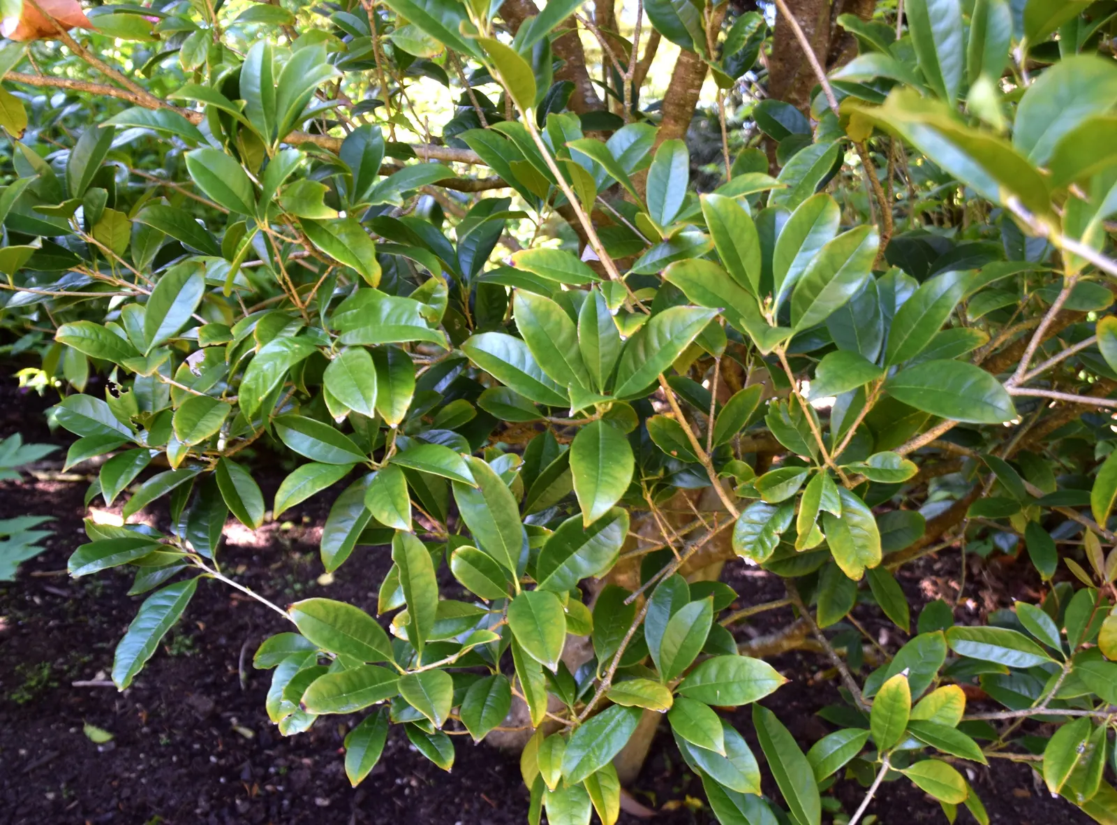 Sweet Olive (Osmanthus Fragrans) — making it a relatively low-maintenance addition that offers ample rewards