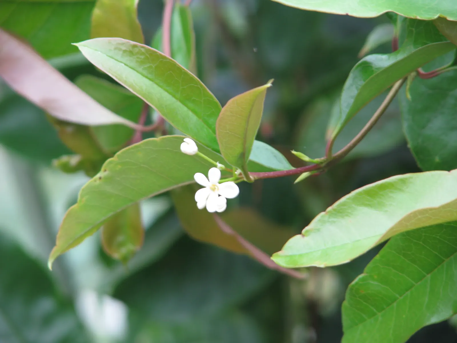 Sweet Olive (Osmanthus Fragrans) — scientifically known as Osmanthus fragrans; regular pruning maintains size and shape, image 49