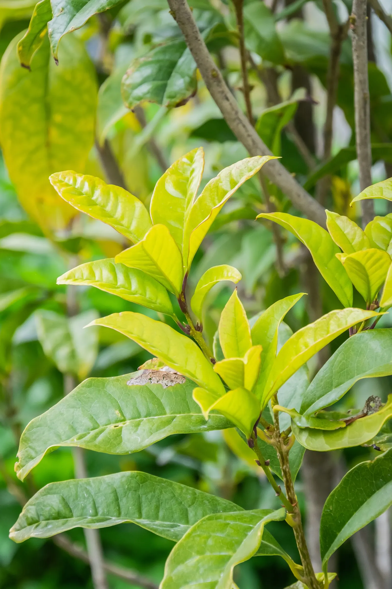 Sweet Olive (Osmanthus Fragrans) — it provides an extended period of enjoyment.<br><br>Hardy in USDA zones 7 to 9; or part of a mixed border