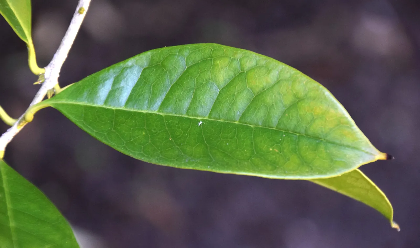 Sweet Olive (Osmanthus Fragrans) — It is tolerant of drought once established