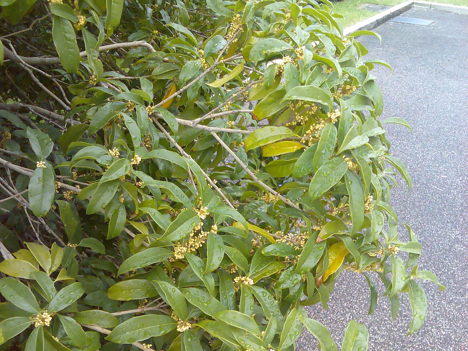 Sweet Olive (Osmanthus Fragrans) — Regular pruning maintains size and shape, image 46