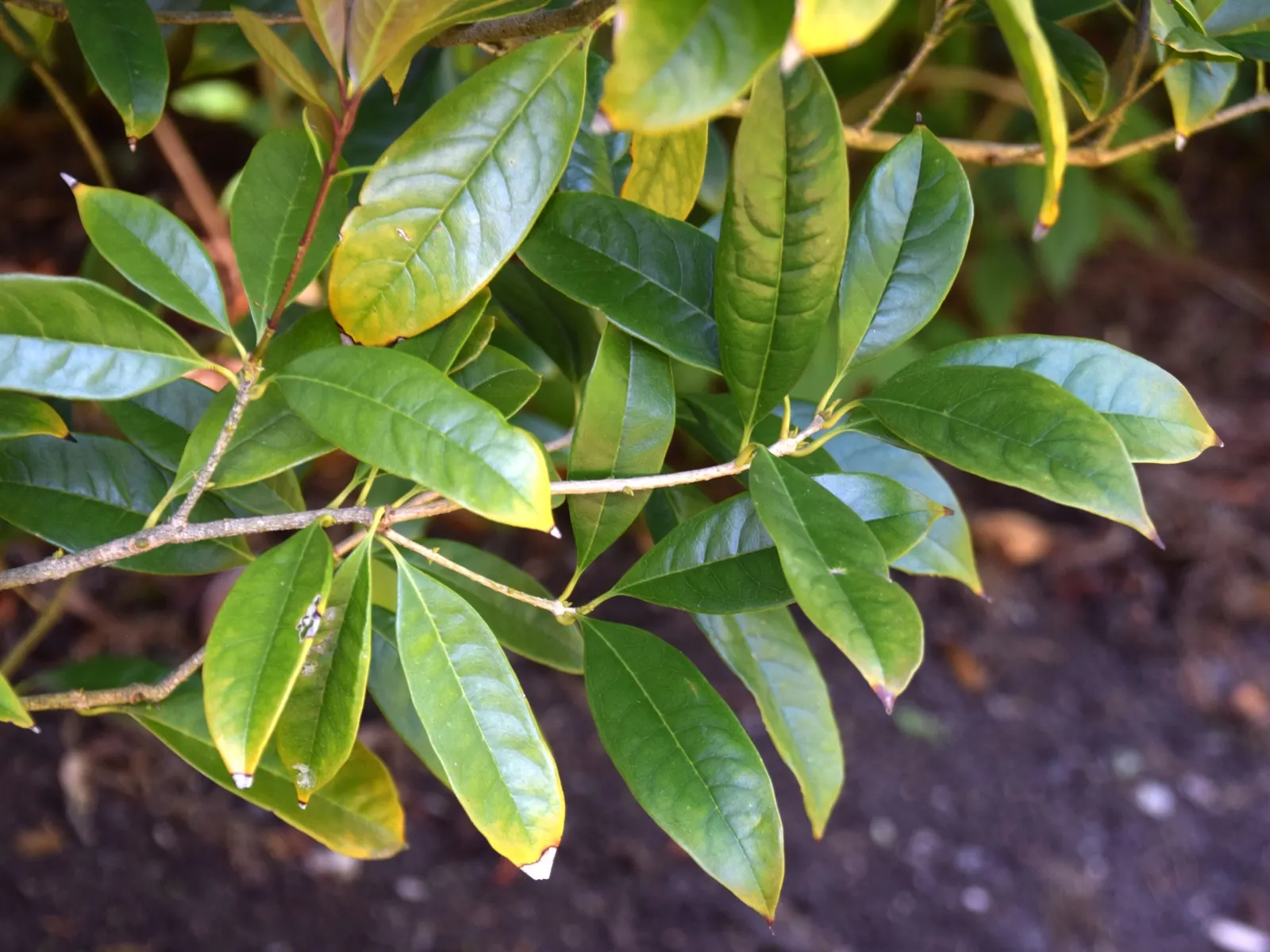 Sweet Olive (Osmanthus Fragrans) — Thriving in USDA zones 7-9, they prefer full to partial sun and well-drained soil