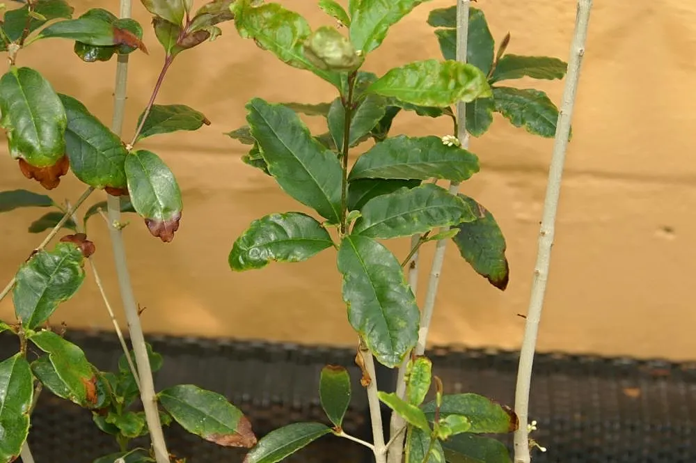 Sweet Olive (Osmanthus Fragrans) — they boast an intoxicating scent which is often likened to peaches; when designing with this plant