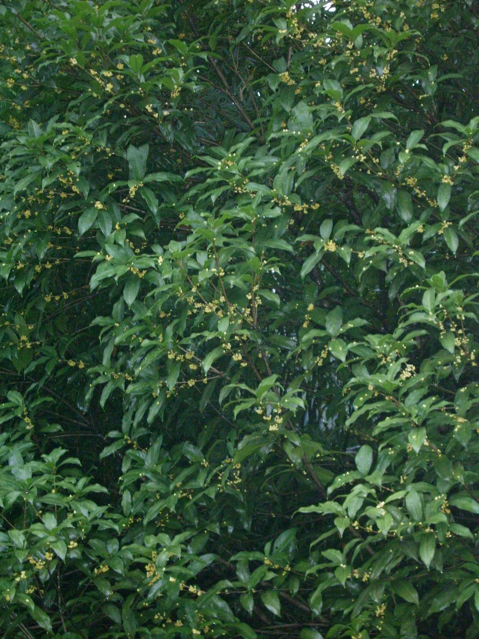 Sweet Olive (Osmanthus Fragrans) — is a highly aromatic evergreen shrub beloved for its delightful fragrance and handsome foliage