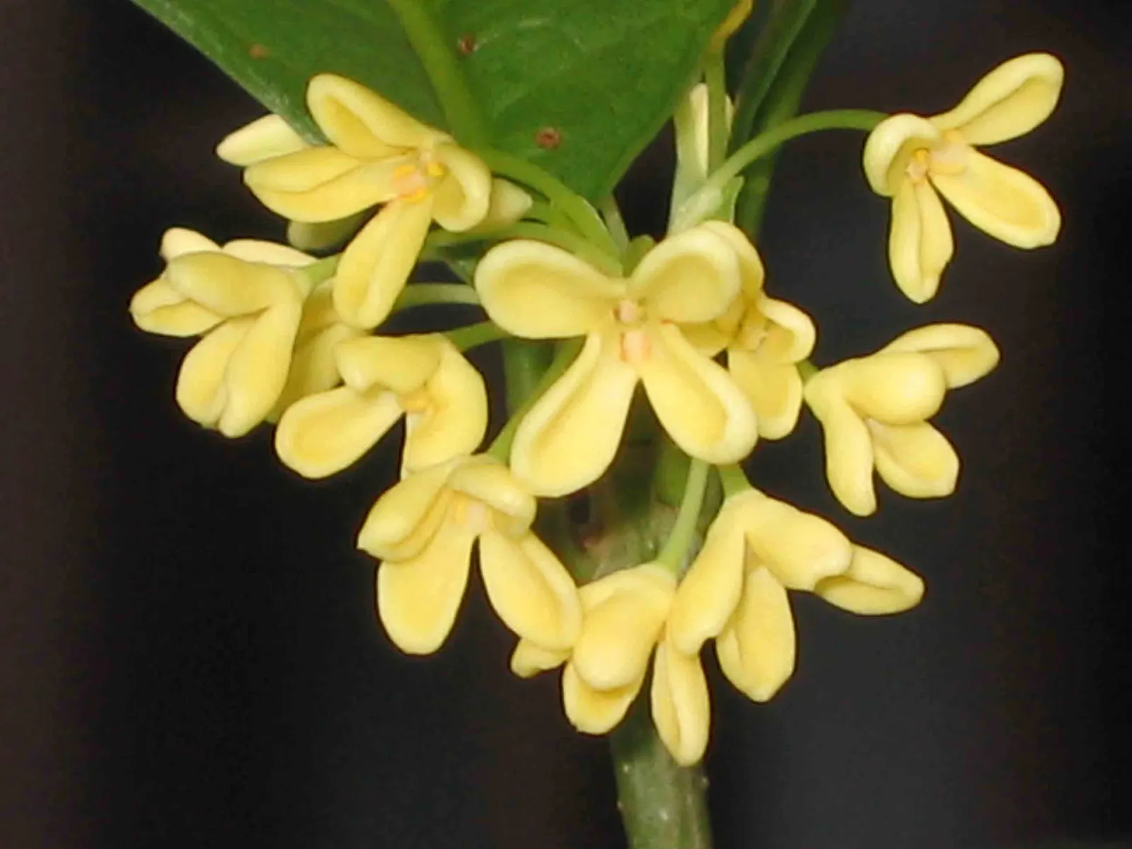Sweet Olive (Osmanthus Fragrans) — making it versatile for use as a specimen plant