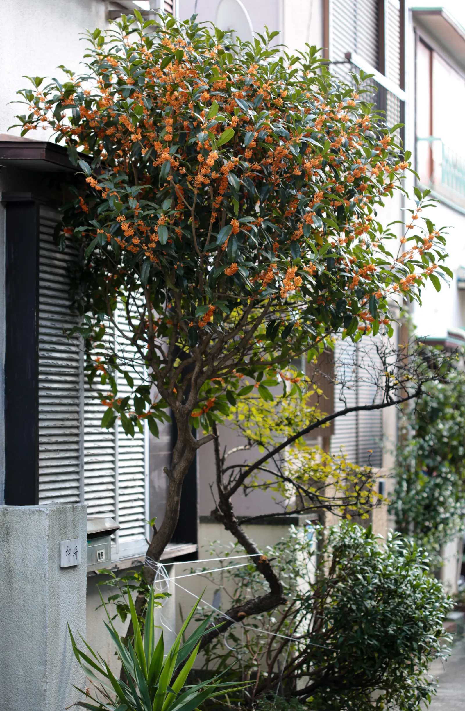 Sweet Olive (Osmanthus Fragrans) — the Sweet Olive possesses a naturally rounded shape that can be enhanced with pruning; when designing with this plant