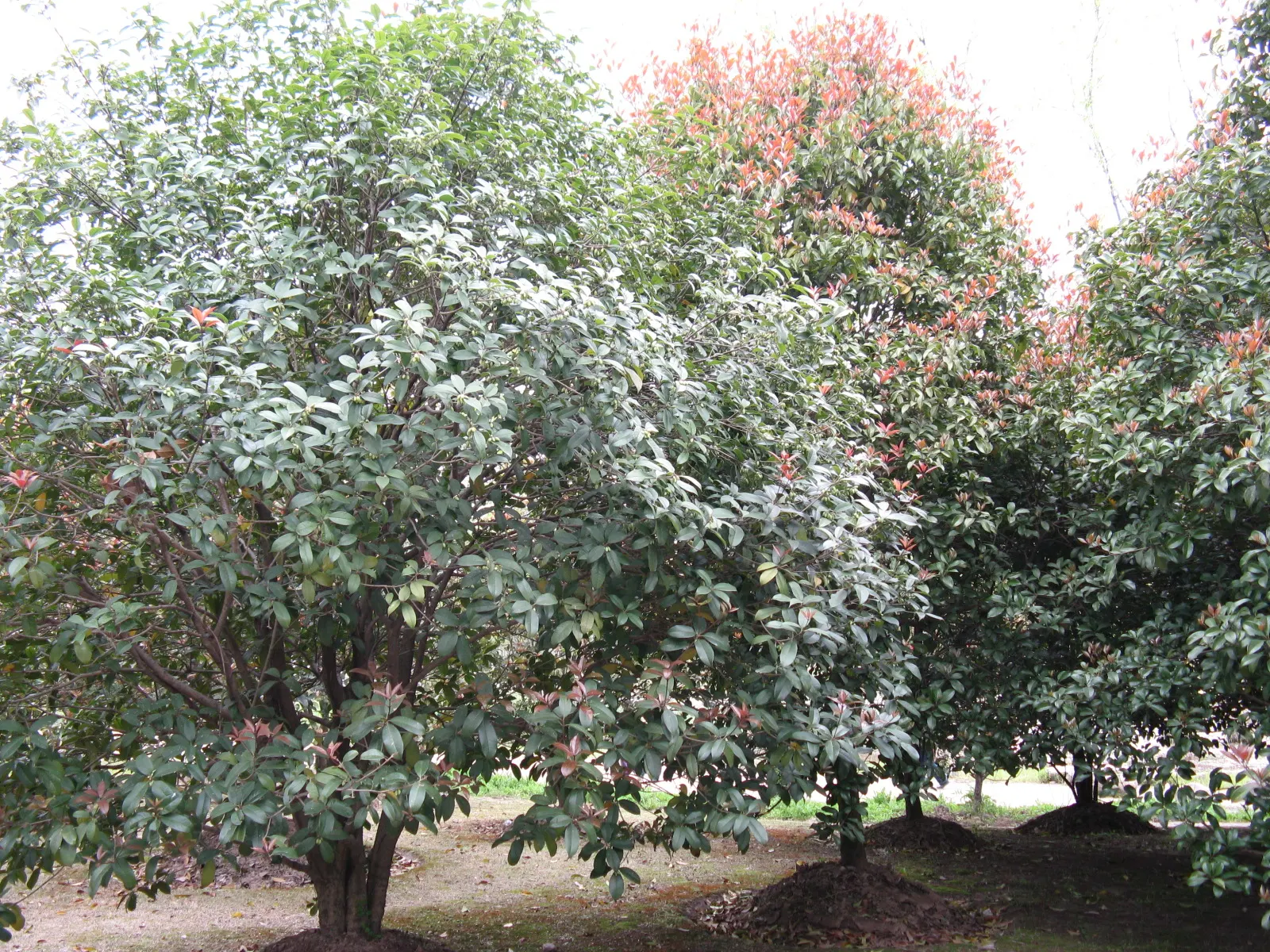 Sweet Olive (Osmanthus Fragrans) — the Sweet Olive possesses a naturally rounded shape that can be enhanced with pruning; when designing with this, image 51