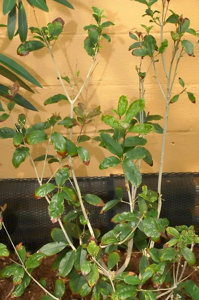 Sweet Olive (Osmanthus Fragrans) — an evergreen shrub with a height and spread of 6-30 feet; regular pruning maintains size and shape, image 43