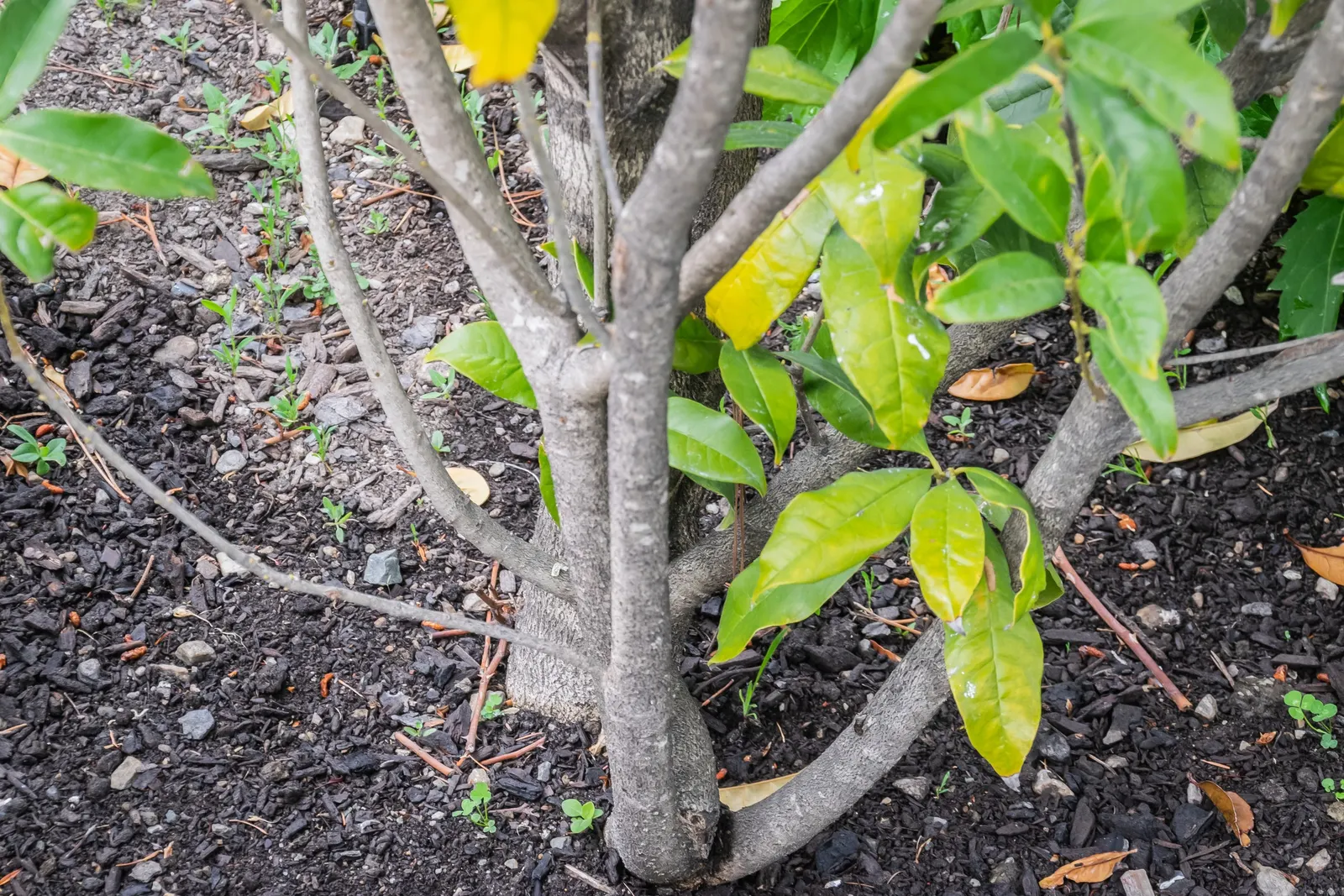 Sweet Olive (Osmanthus Fragrans) — or part of a mixed border, image 32