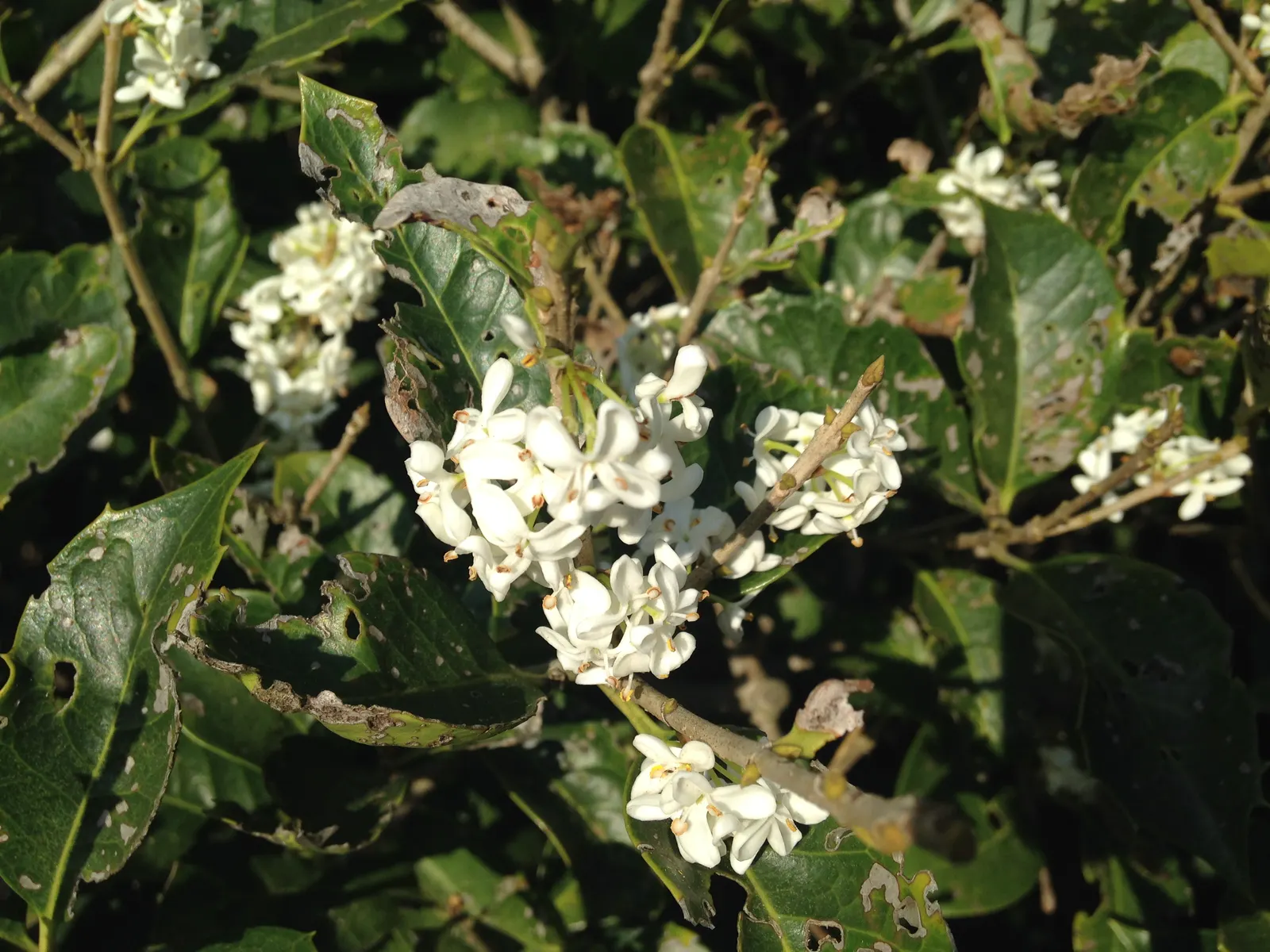 Sweet Olive (Osmanthus Fragrans) — scientifically known as Osmanthus fragrans; regular pruning maintains size and shape