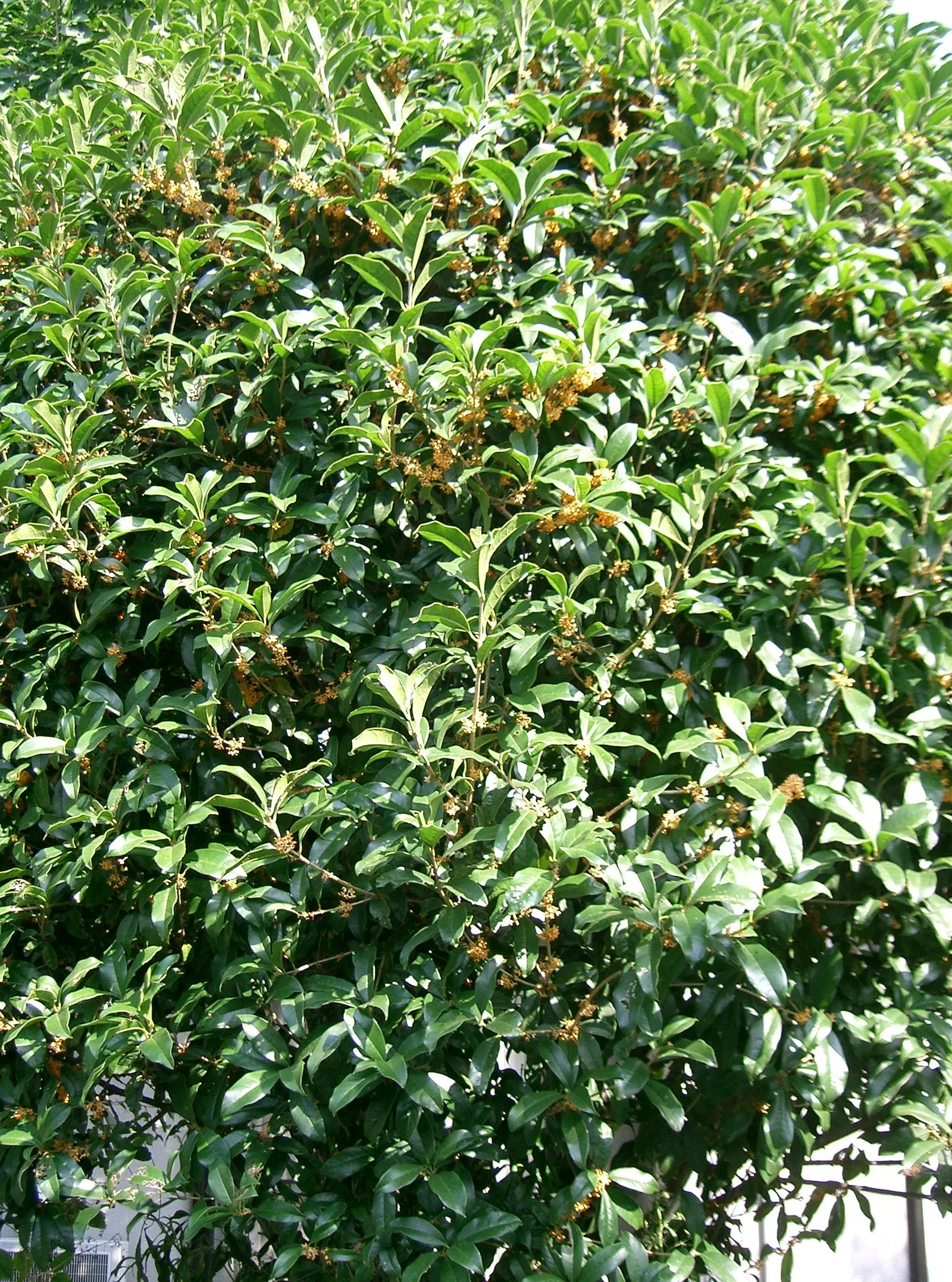 Sweet Olive (Osmanthus Fragrans) — Ideal as a hedge or specimen plant