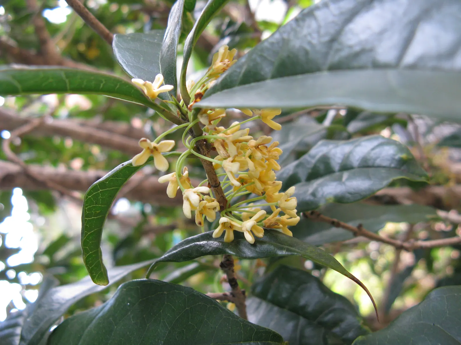 Sweet Olive (Osmanthus Fragrans) — shrub for full or half; when designing with this plant