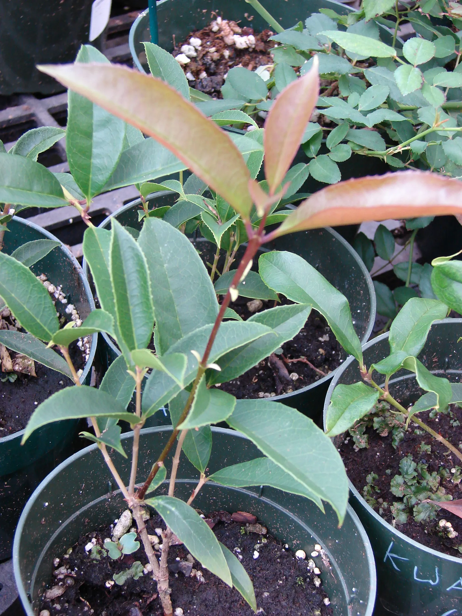 Sweet Olive (Osmanthus Fragrans) — shrub with white blooms