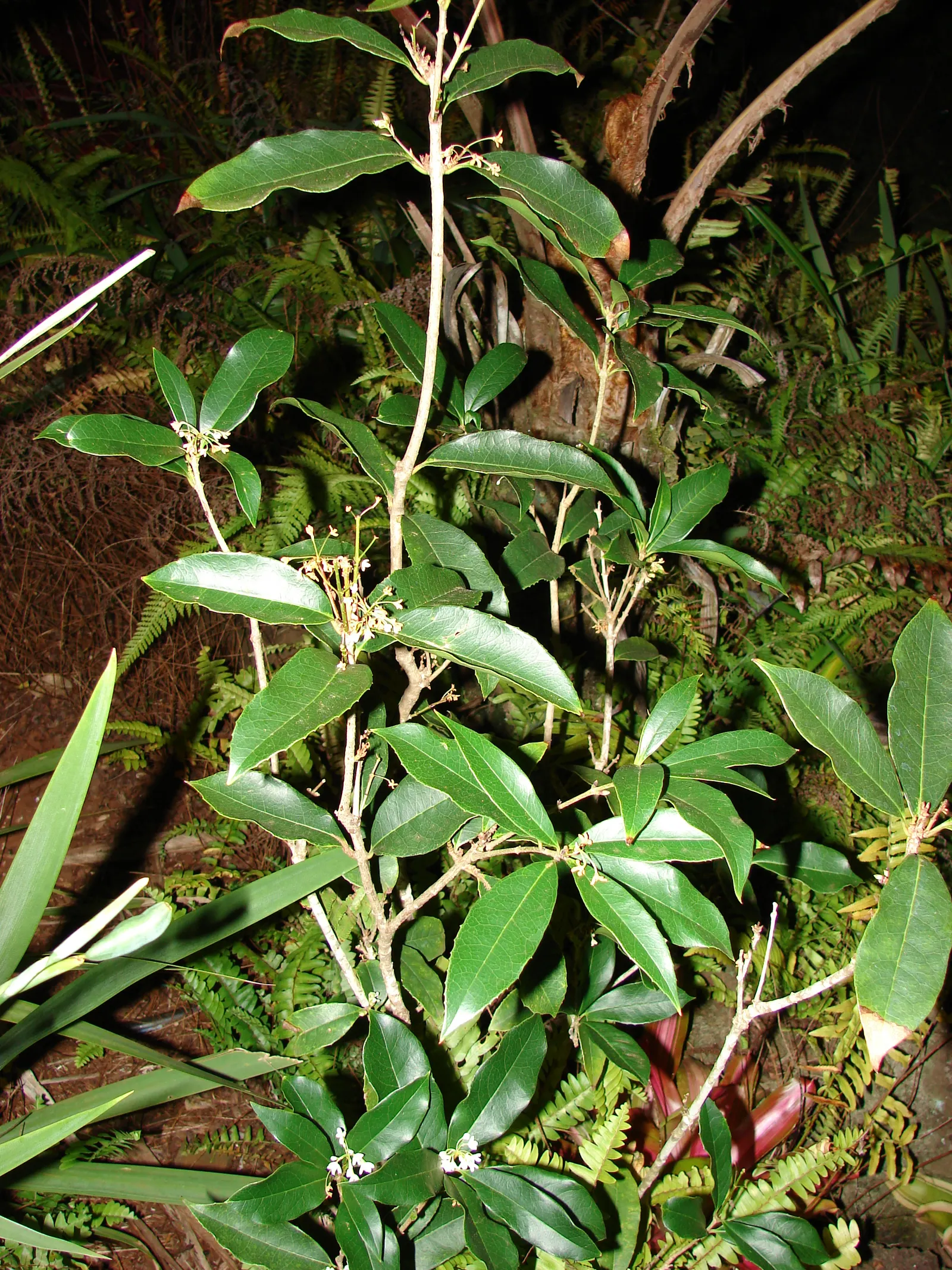 Sweet Olive (Osmanthus Fragrans) — making it versatile for use as a specimen plant; regular pruning maintains size and shape, image 73