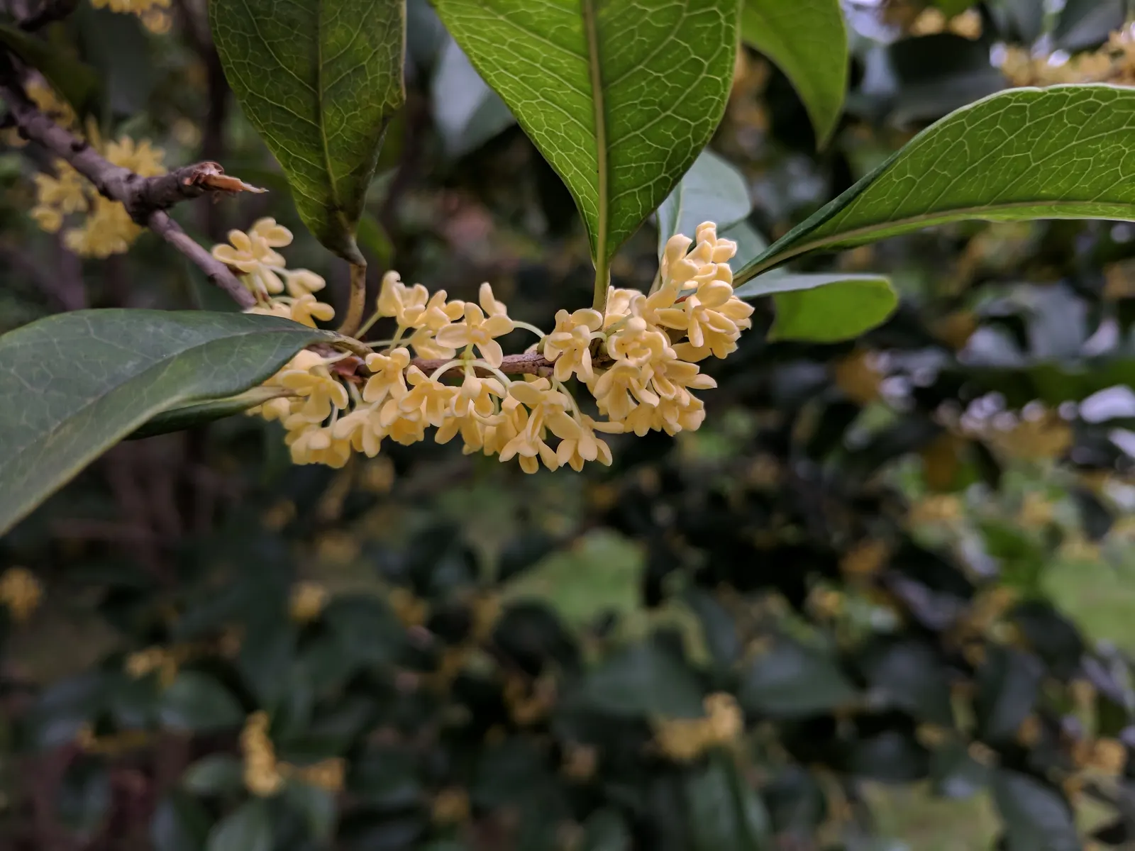 Sweet Olive (Osmanthus Fragrans) — it attracts pollinators while providing year-round visual and olfactory appeal in temperate landscapes; when, image 69