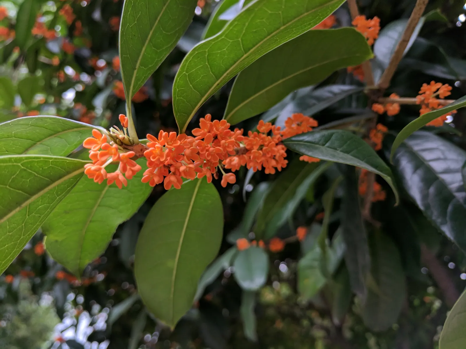 Sweet Olive (Osmanthus Fragrans) — highly fragrant blossoms which peak in autumn; or part of a mixed border, image 65