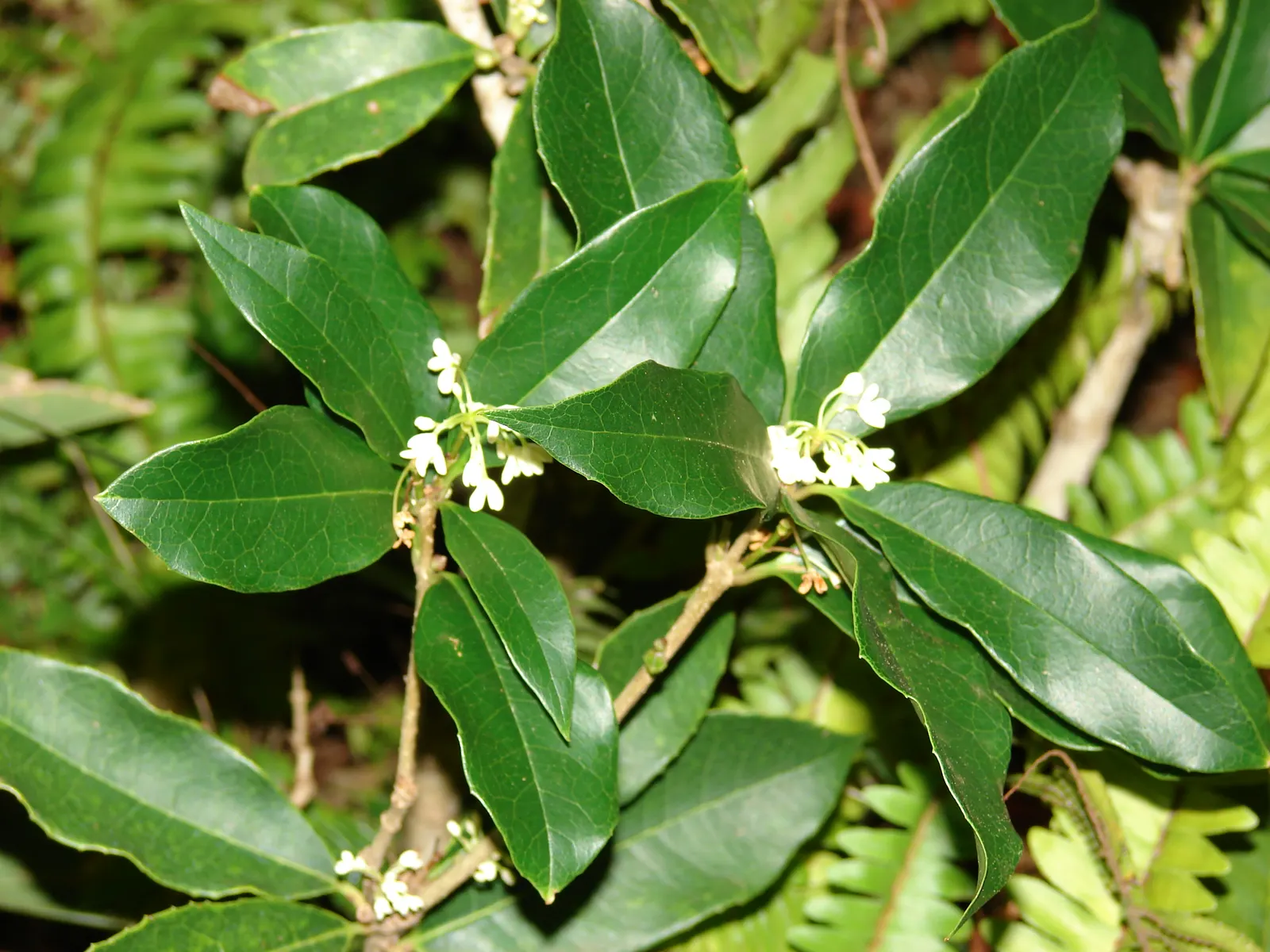 Sweet Olive (Osmanthus Fragrans) — Regular pruning maintains size and shape, image 67