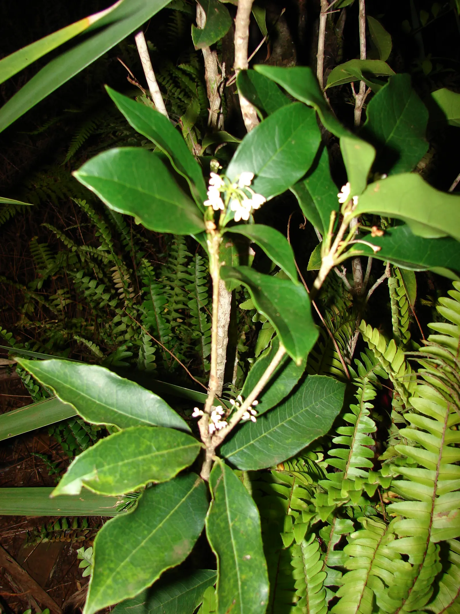 Sweet Olive (Osmanthus Fragrans) — Blooming intermittently throughout the year with peaks in early spring and fall; regular pruning maintains size, image 76