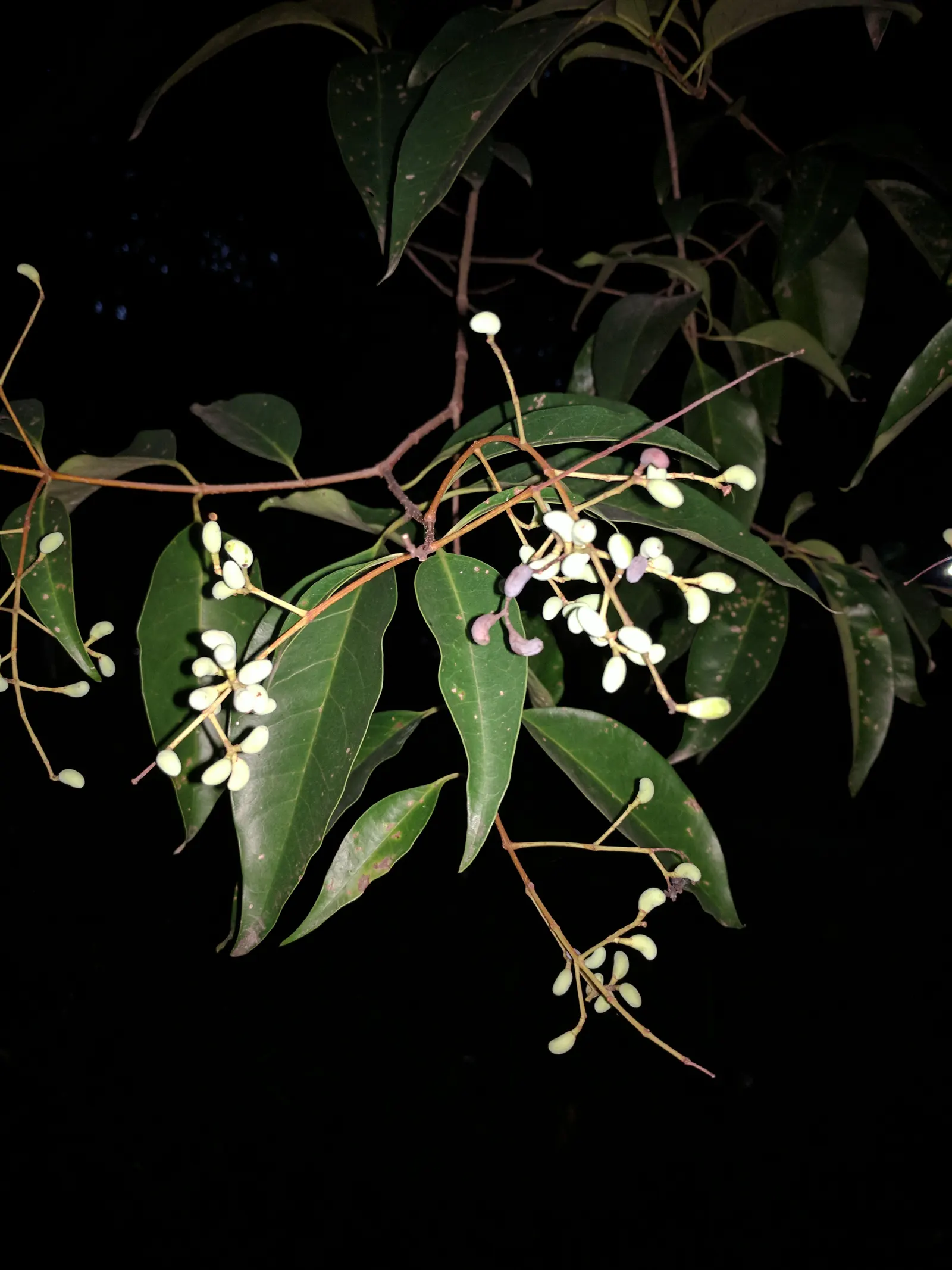 Sweet Olive (Osmanthus Fragrans) — white flowers in the garden; regular pruning maintains size and shape, image 82