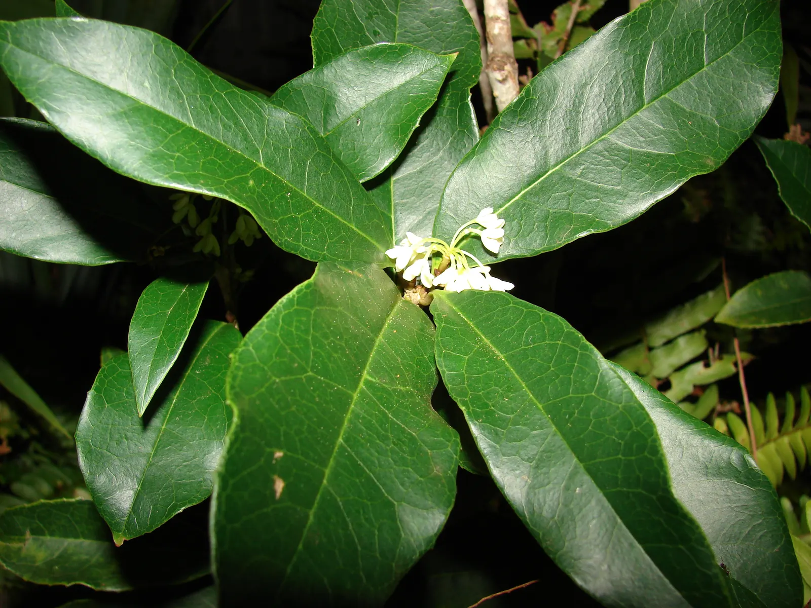 Sweet Olive (Osmanthus Fragrans) — they boast an intoxicating scent which is often likened to peaches; when designing with this plant, image 54