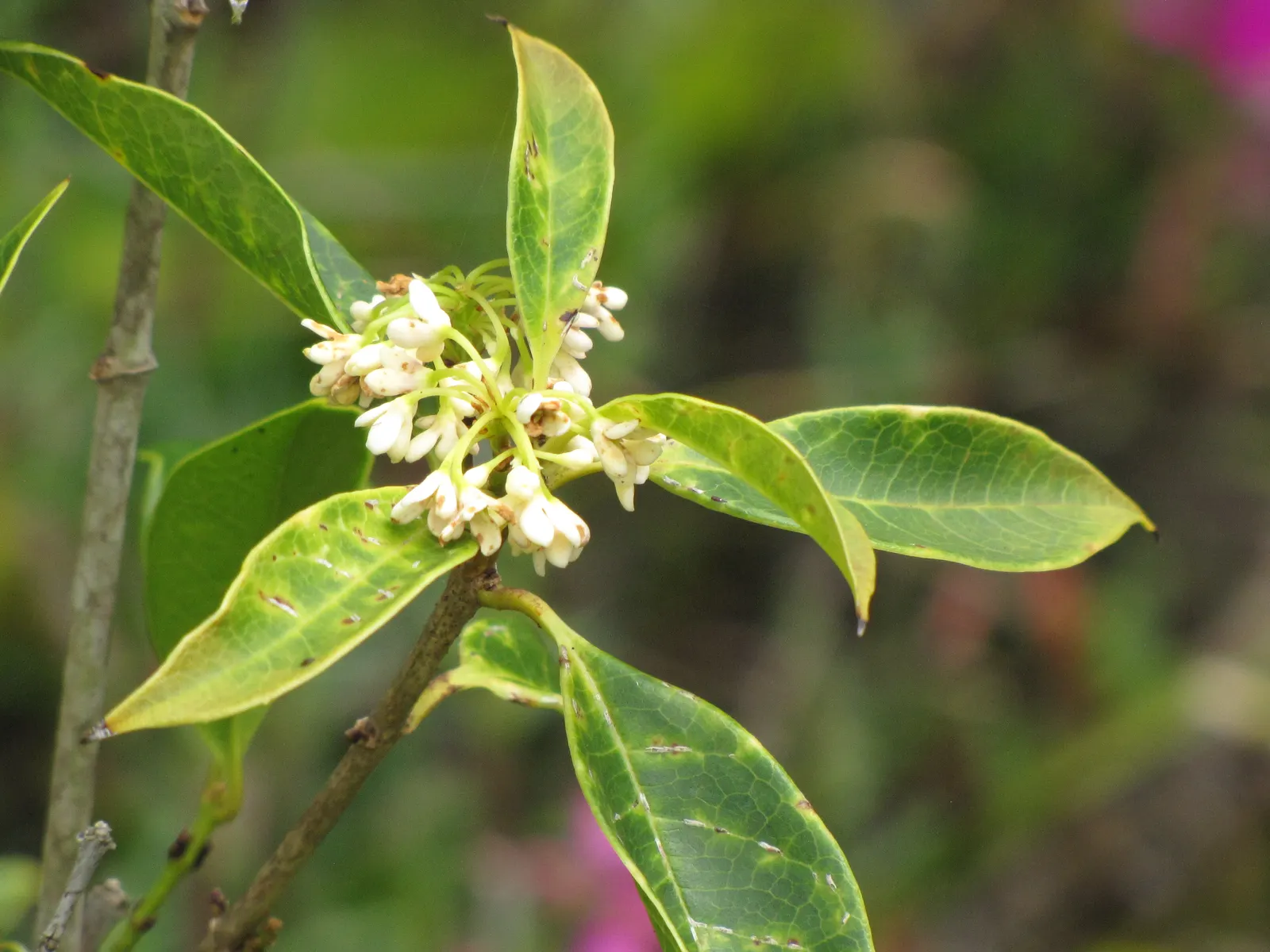 Sweet Olive (Osmanthus Fragrans) — Blooming intermittently throughout the year with peaks in early spring and fall; regular pruning maintains size, image 55