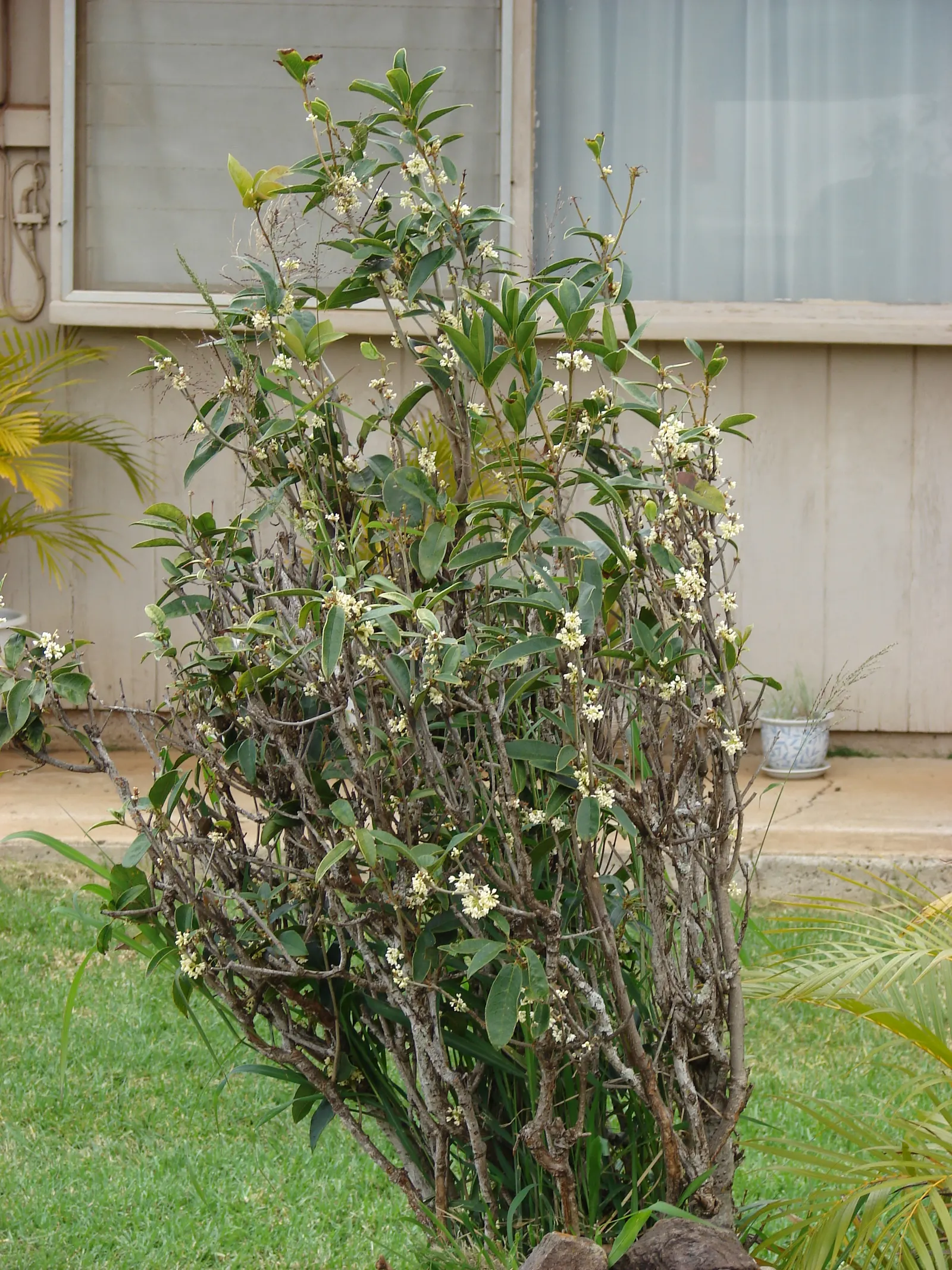 Sweet Olive (Osmanthus Fragrans) — making it versatile for use as a specimen plant; regular pruning maintains size and shape, image 52