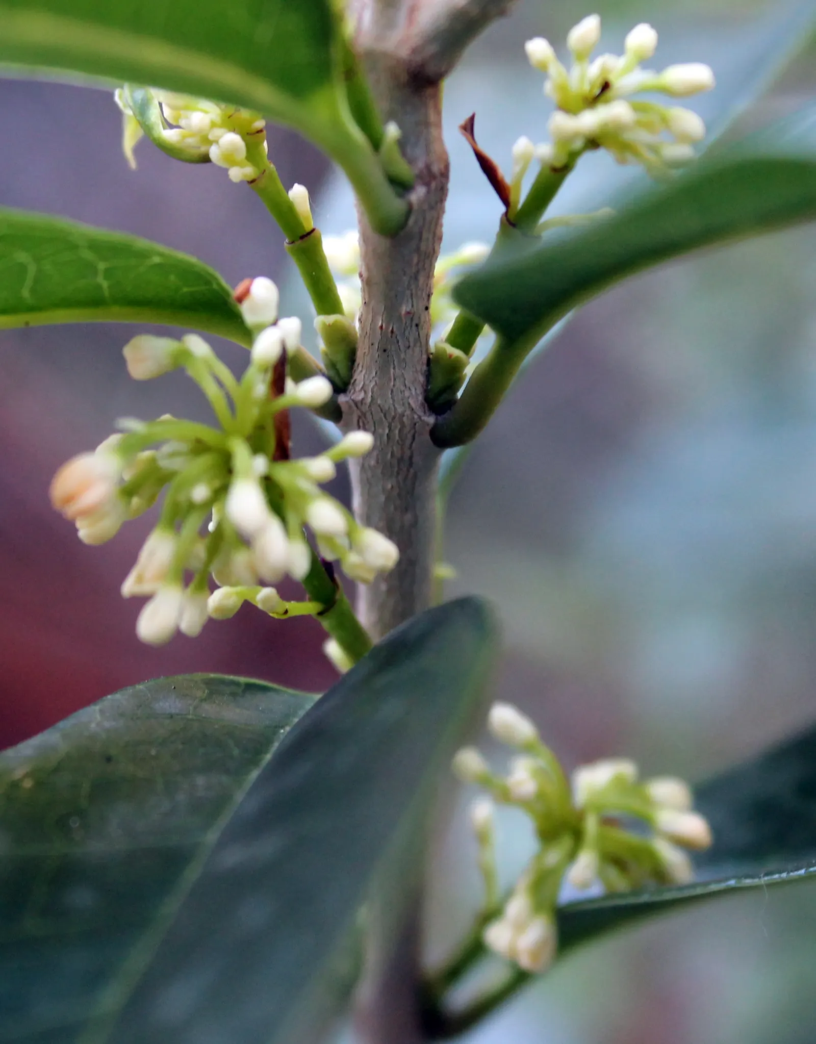 Sweet Olive (Osmanthus Fragrans) — Osmanthus fragrans thrives in full sun to partial shade and prefers well-drained soil; when designing with this, image 57