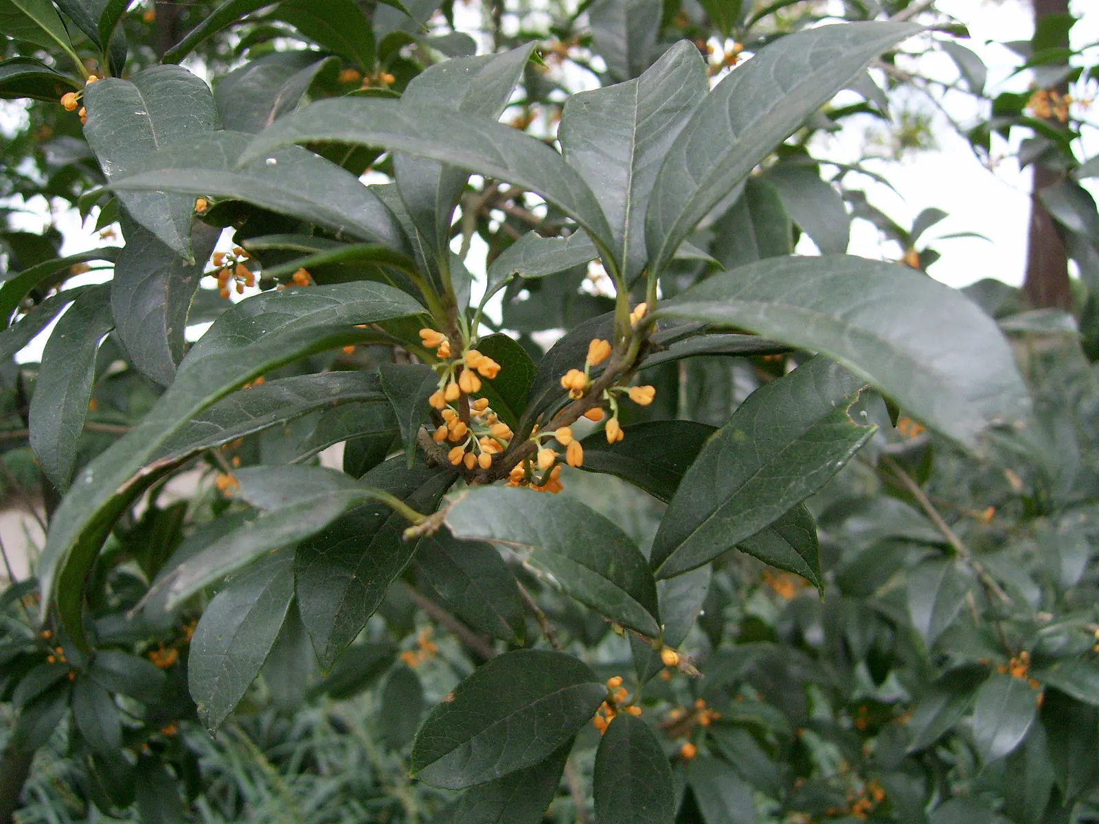 Sweet Olive (Osmanthus Fragrans) — making it a relatively low-maintenance addition that offers ample rewards; or part of a mixed border, image 59