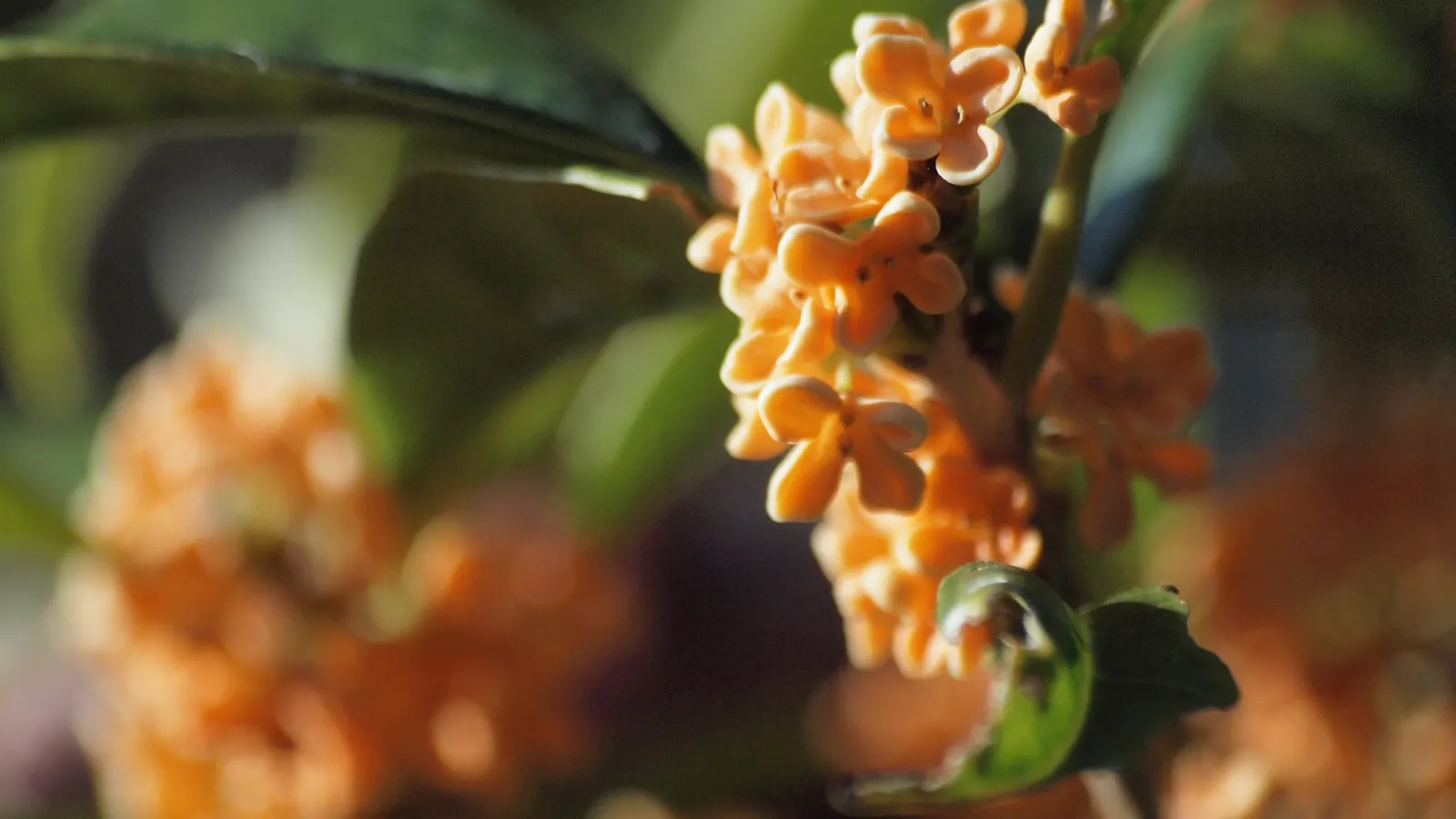 Sweet Olive (Osmanthus Fragrans) — they boast an intoxicating scent which is often likened to peaches; when designing with this plant, image 75