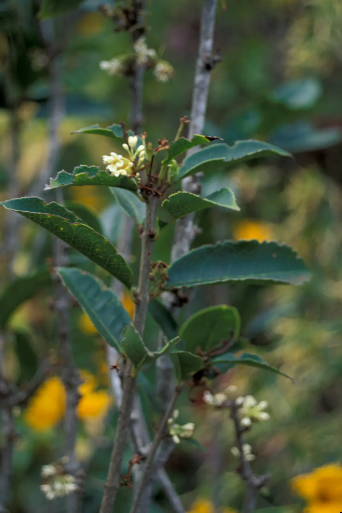 Sweet Olive (Osmanthus Fragrans) — Osmanthus fragrans thrives in full sun to partial shade and prefers well-drained soil; when designing with this, image 78
