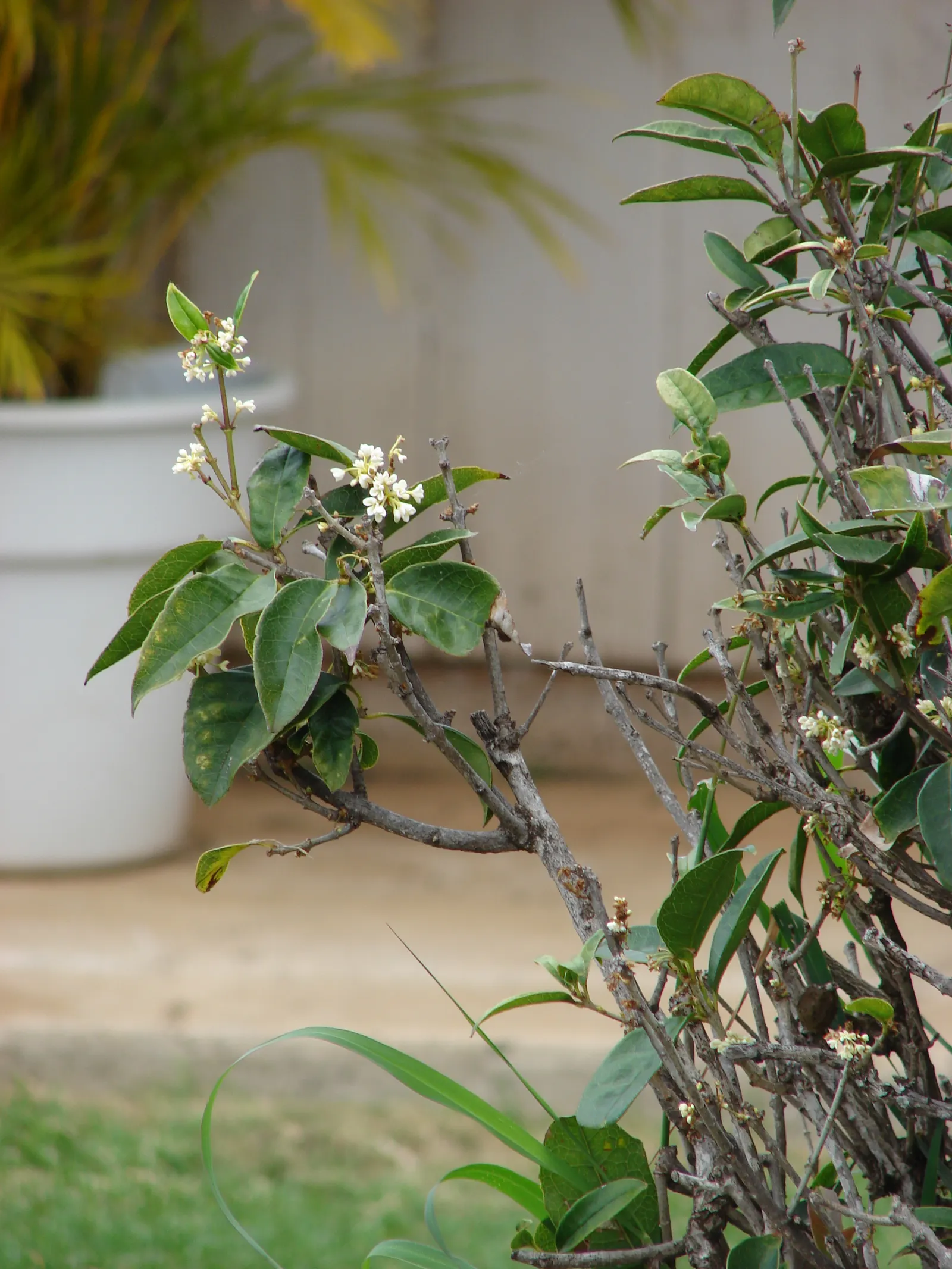 Sweet Olive (Osmanthus Fragrans) — shrub for full or half; when designing with this plant, image 63