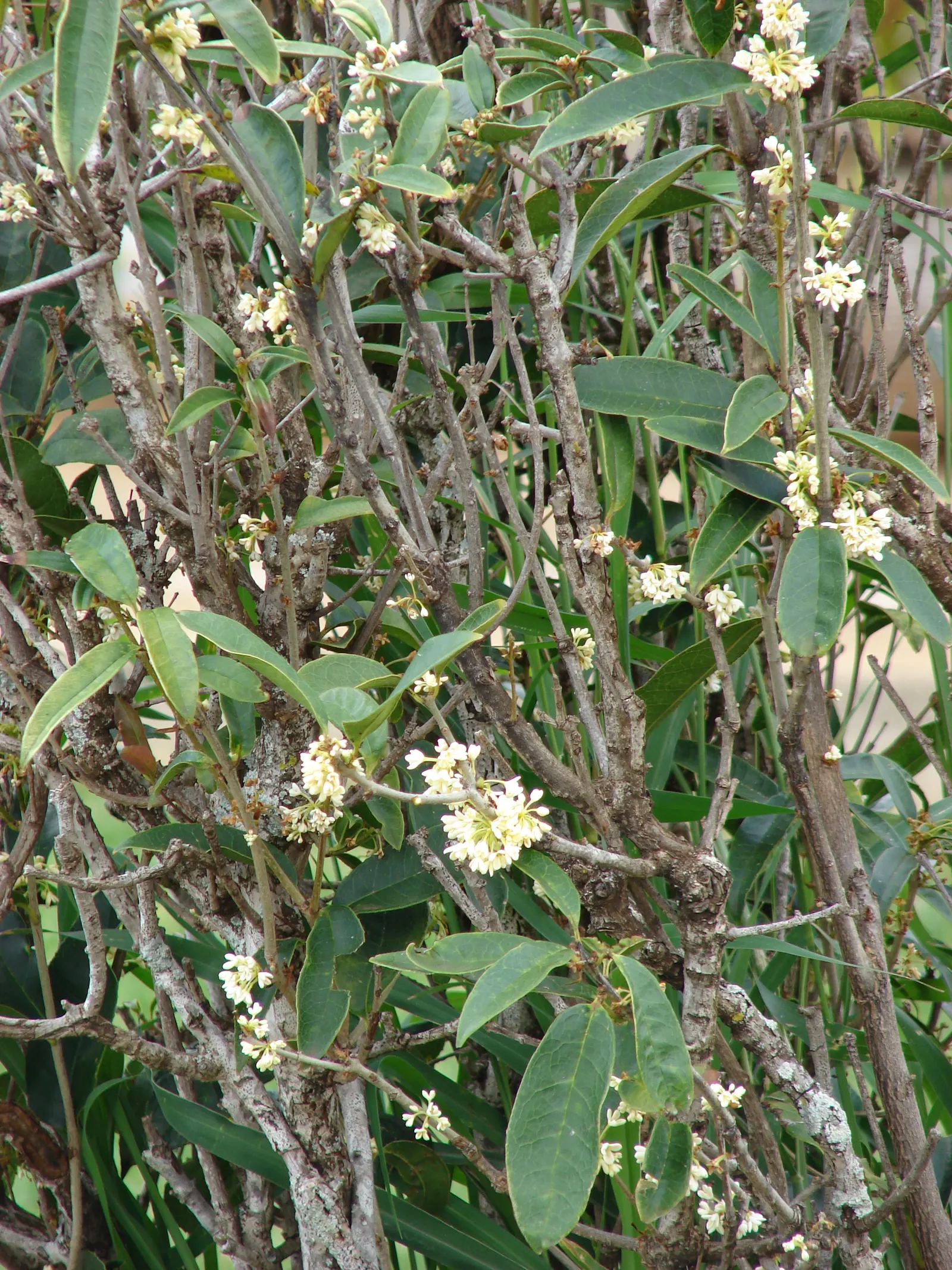 Sweet Olive (Osmanthus Fragrans) — an evergreen shrub with a height and spread of 6-30 feet; regular pruning maintains size and shape, image 64