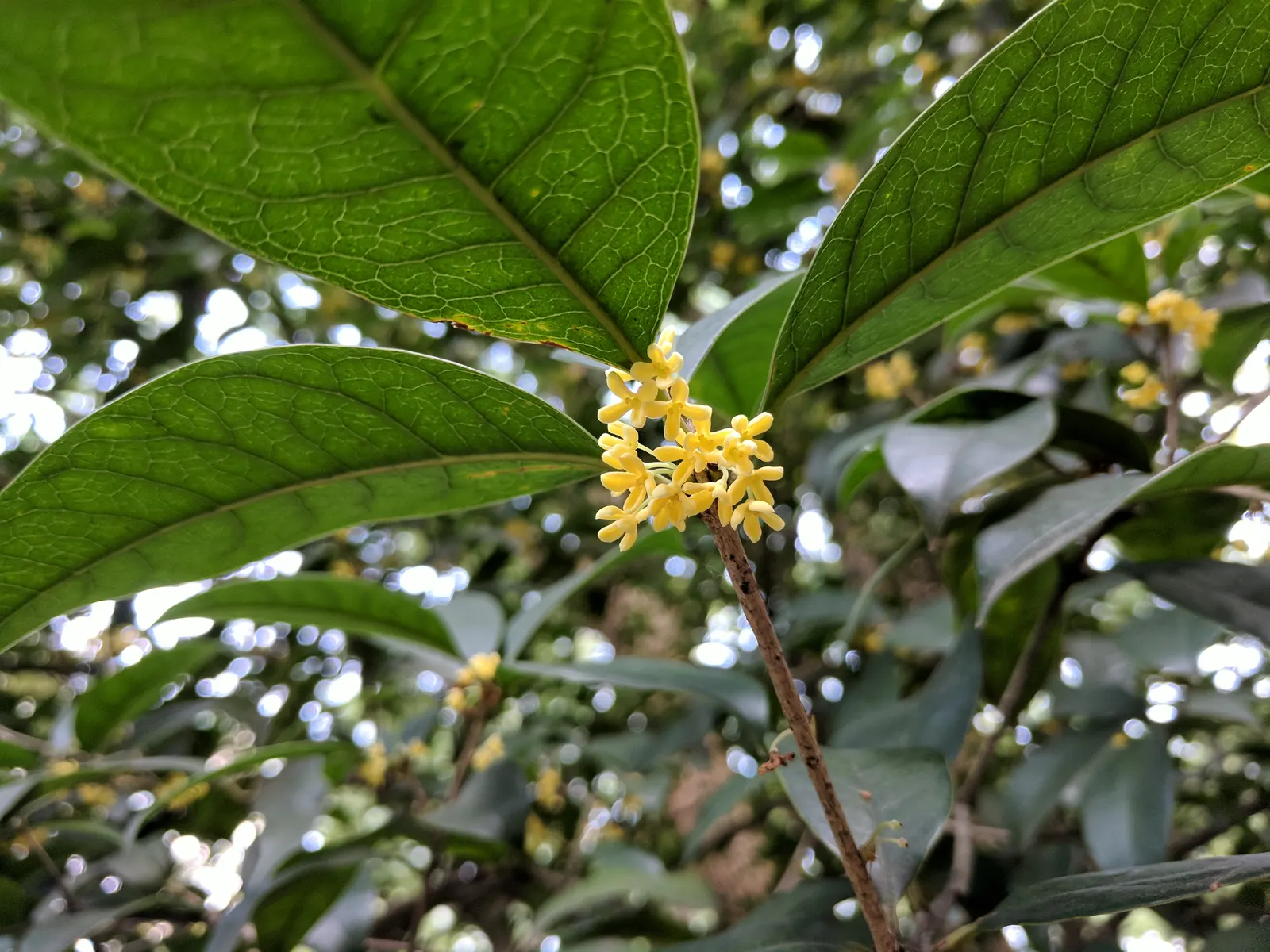 Sweet Olive (Osmanthus Fragrans) — Ideal as a hedge or specimen plant; or part of a mixed border, image 68