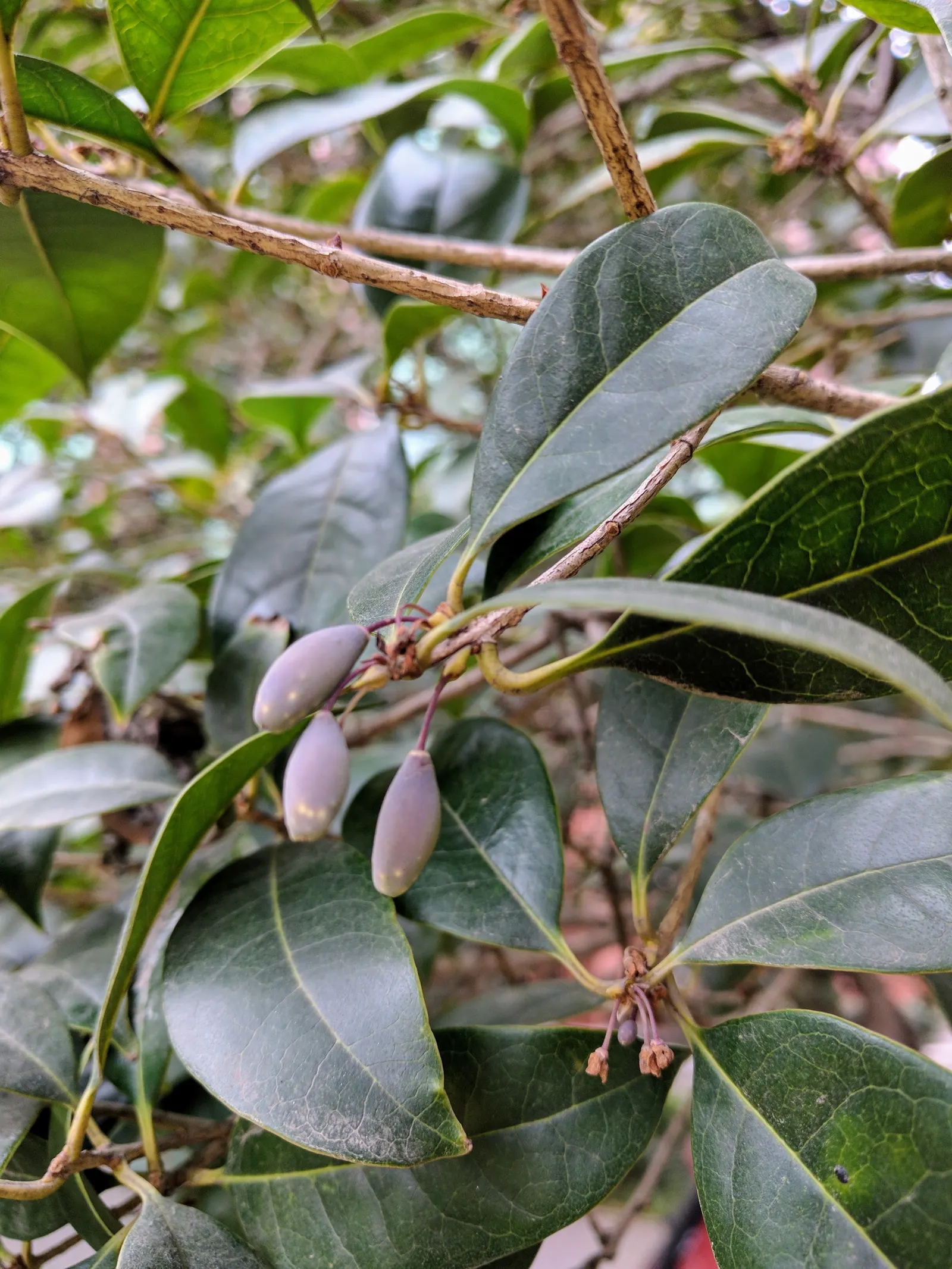 Sweet Olive (Osmanthus Fragrans) — When designing with this plant, image 81