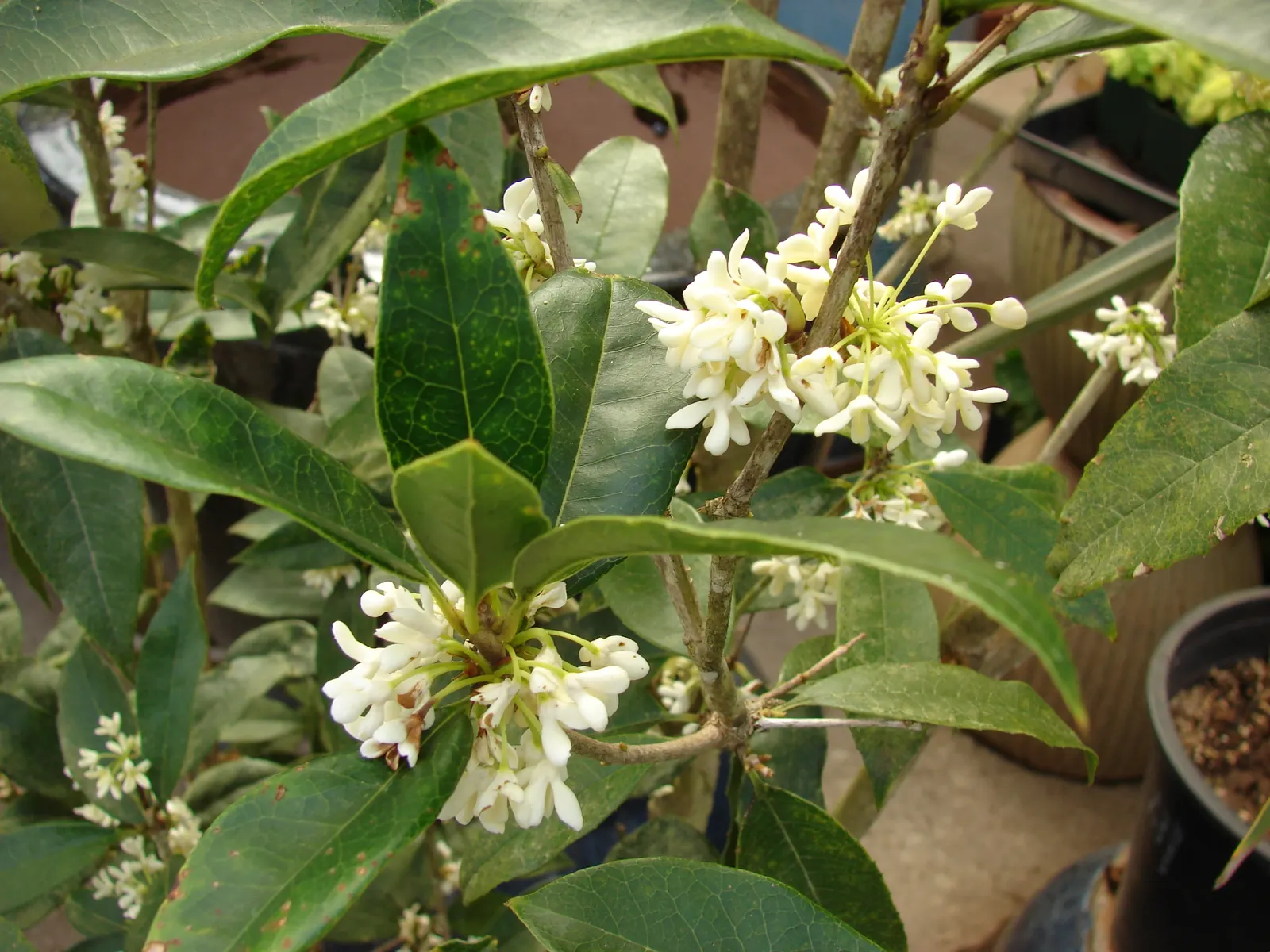 Sweet Olive (Osmanthus Fragrans) — shrub with white blooms; or part of a mixed border, image 83