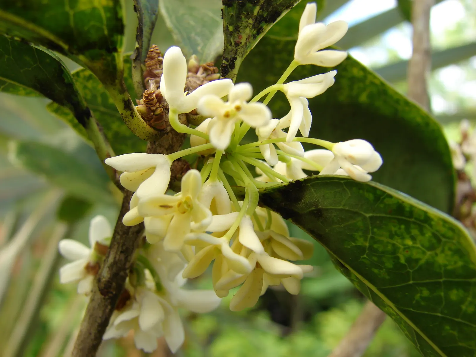 Sweet Olive (Osmanthus Fragrans) — Ideal as a hedge or specimen plant; or part of a mixed border