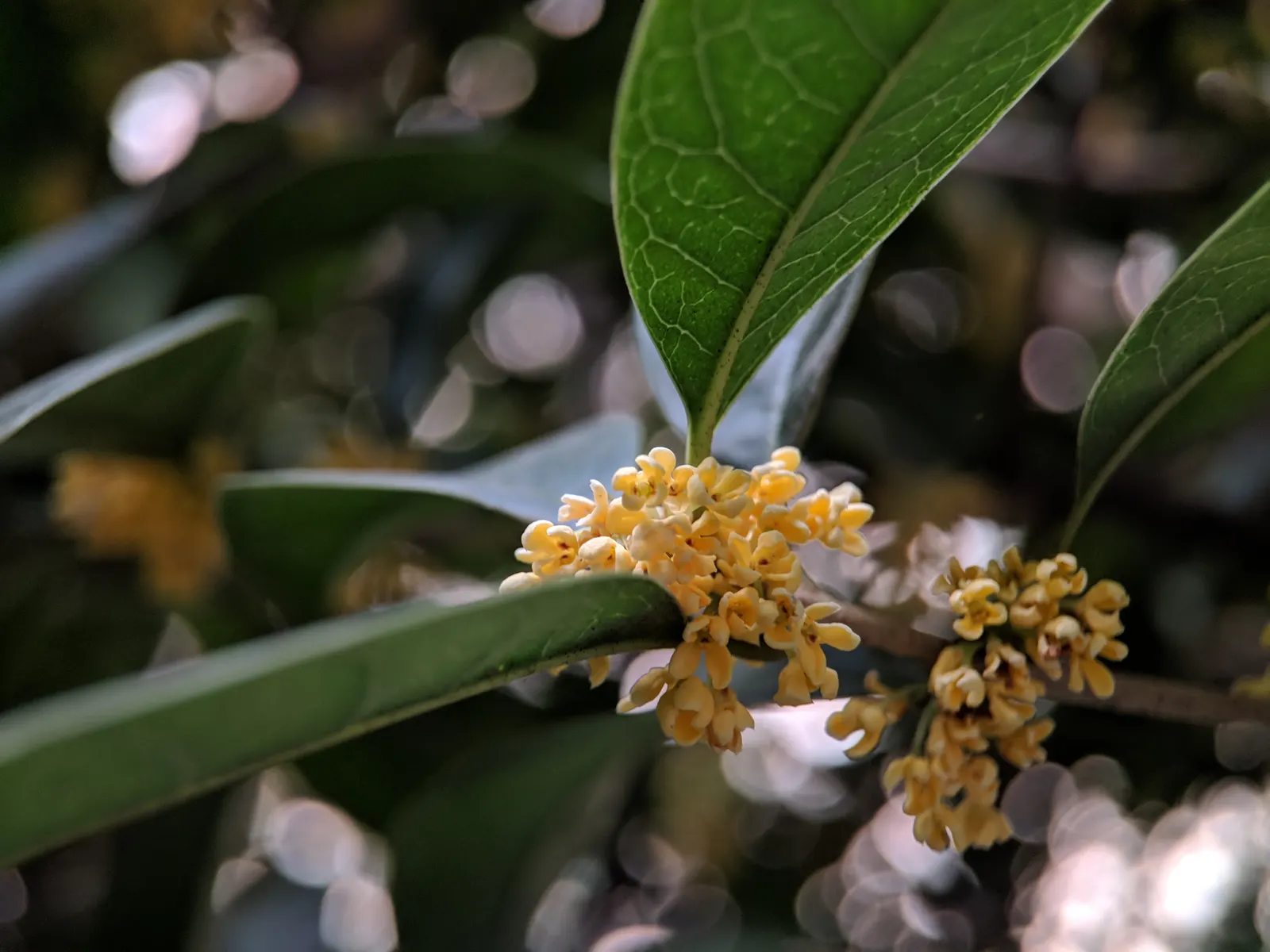 Sweet Olive (Osmanthus Fragrans) — shrub with white blooms; or part of a mixed border, image 62