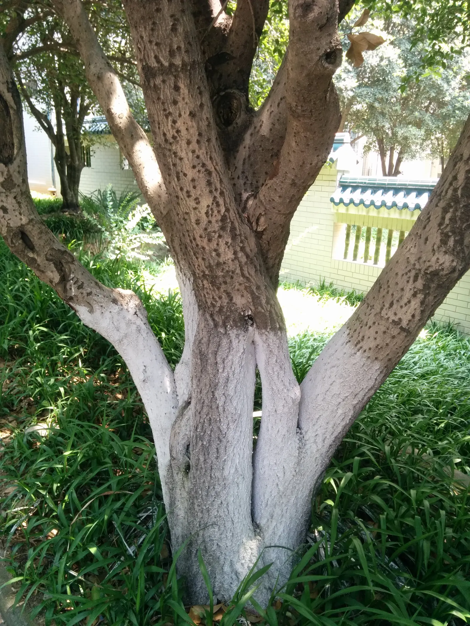Sweet Olive (Osmanthus Fragrans) — white flowers in the garden; regular pruning maintains size and shape, image 61