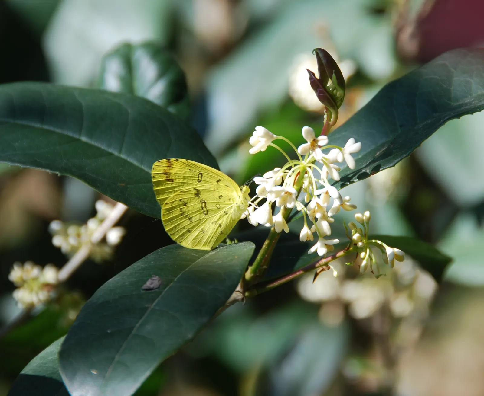 Sweet Olive (Osmanthus Fragrans) — Regular pruning maintains size and shape, image 25