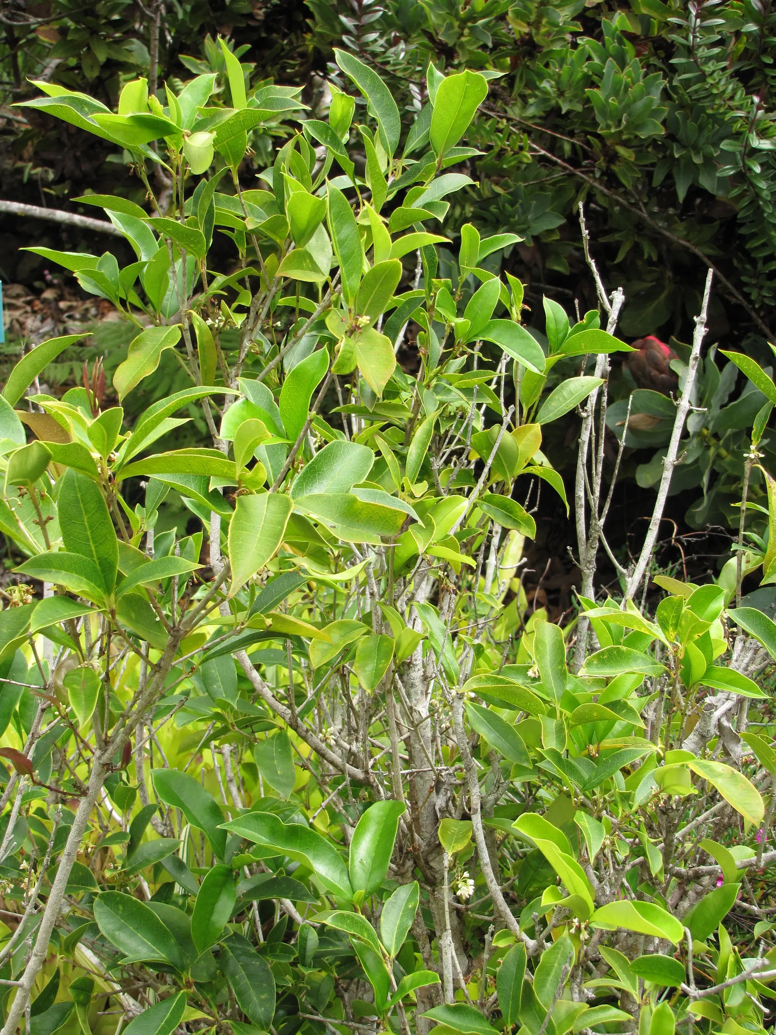 Sweet Olive (Osmanthus Fragrans) — scientifically known as Osmanthus fragrans; regular pruning maintains size and shape, image 70