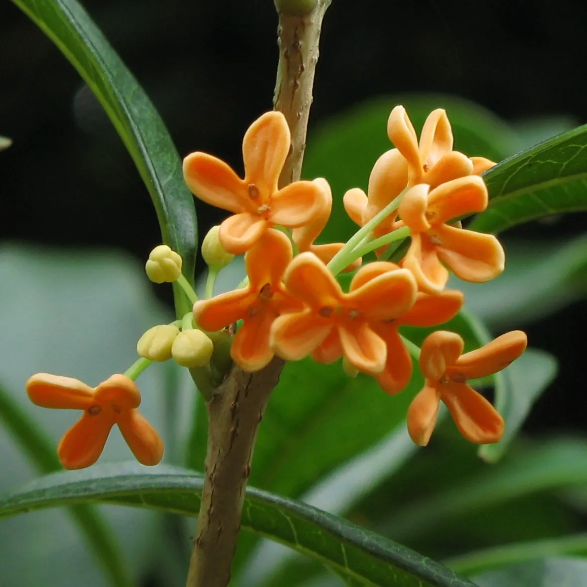 Sweet Olive (Osmanthus Fragrans) — It is tolerant of drought once established; regular pruning maintains size and shape, image 79