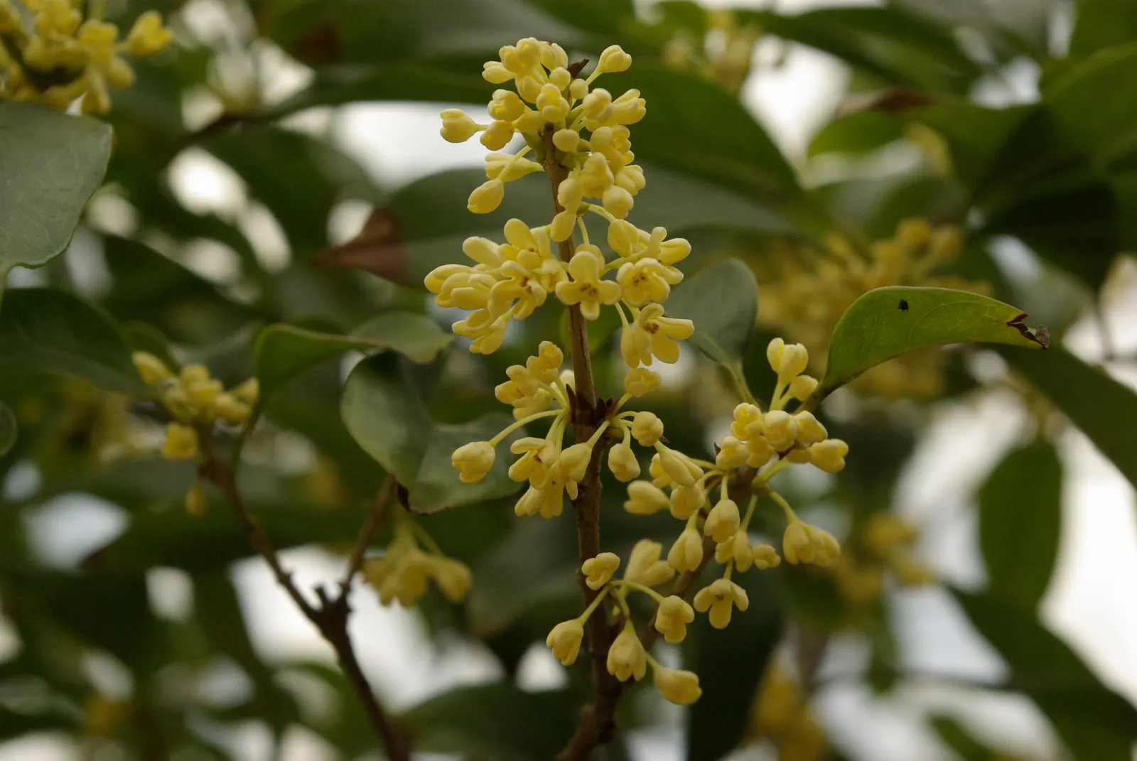 Sweet Olive (Osmanthus Fragrans) — or part of a mixed border, image 53