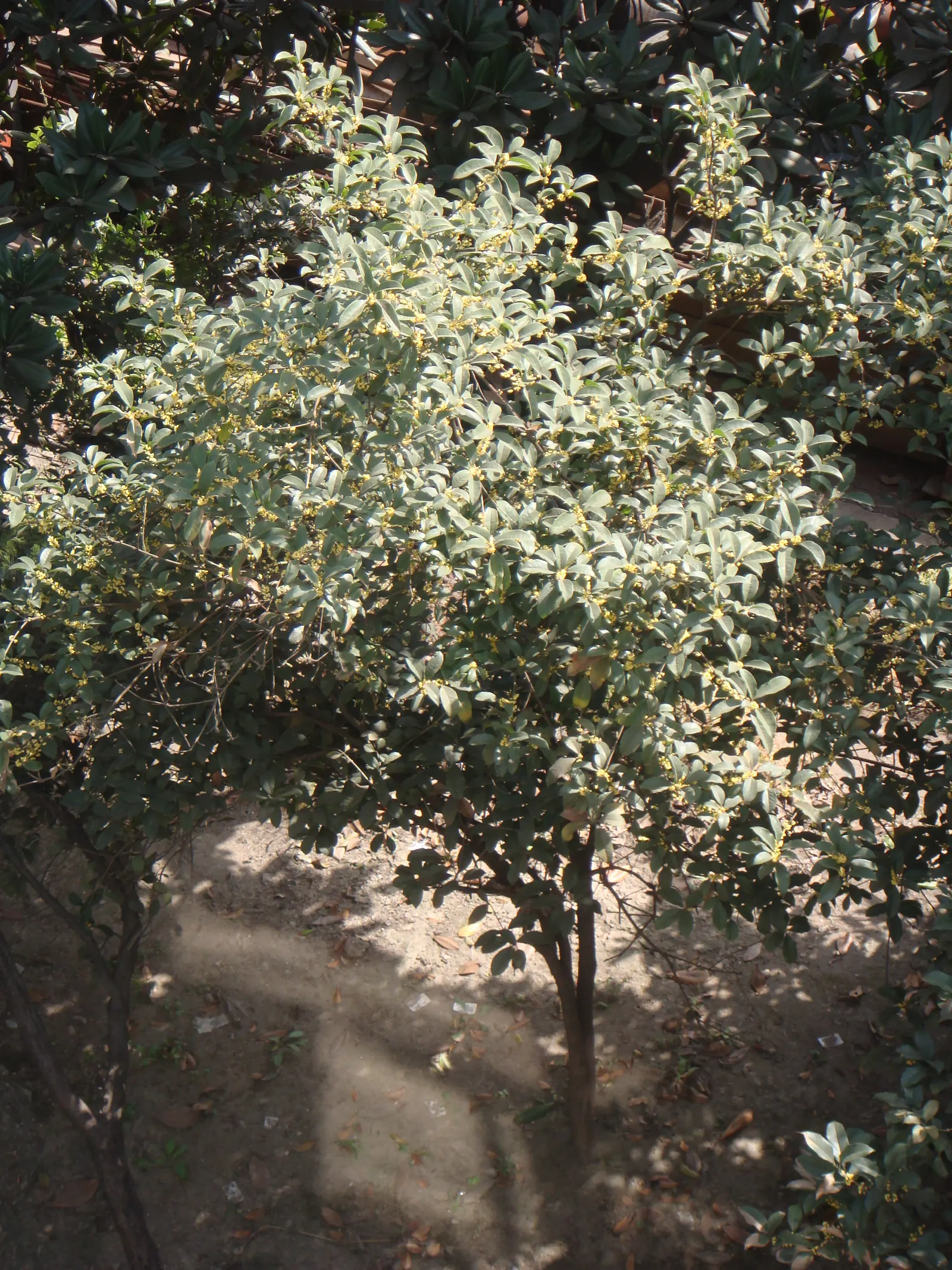 Sweet Olive (Osmanthus Fragrans) — an evergreen shrub with a height and spread of 6-30 feet