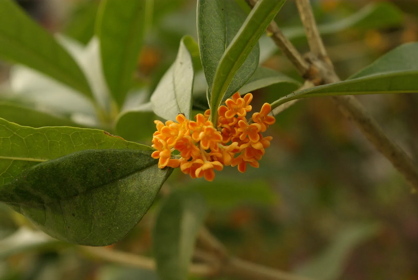 Sweet Olive (Osmanthus Fragrans) — shrub for full or half; when designing with this plant, image 84