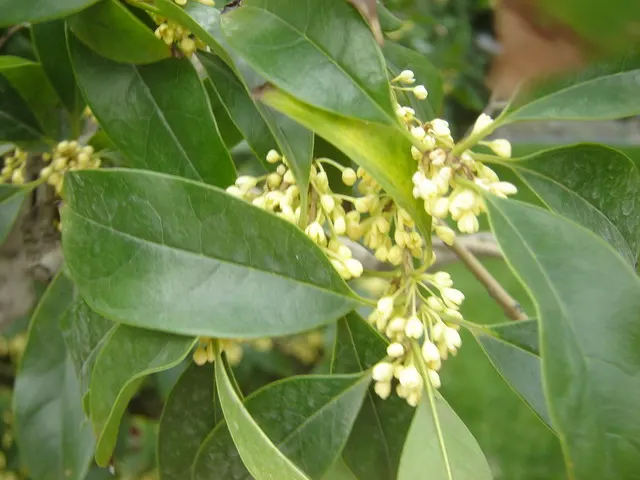 Sweet Olive (Osmanthus Fragrans) — an evergreen shrub with a height and spread of 6-30 feet; regular pruning maintains size and shape, image 85