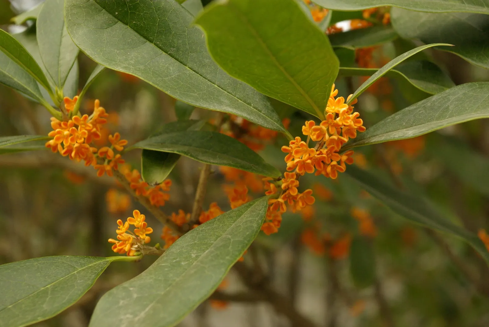 Sweet Olive (Osmanthus Fragrans) — or part of a mixed border, image 74