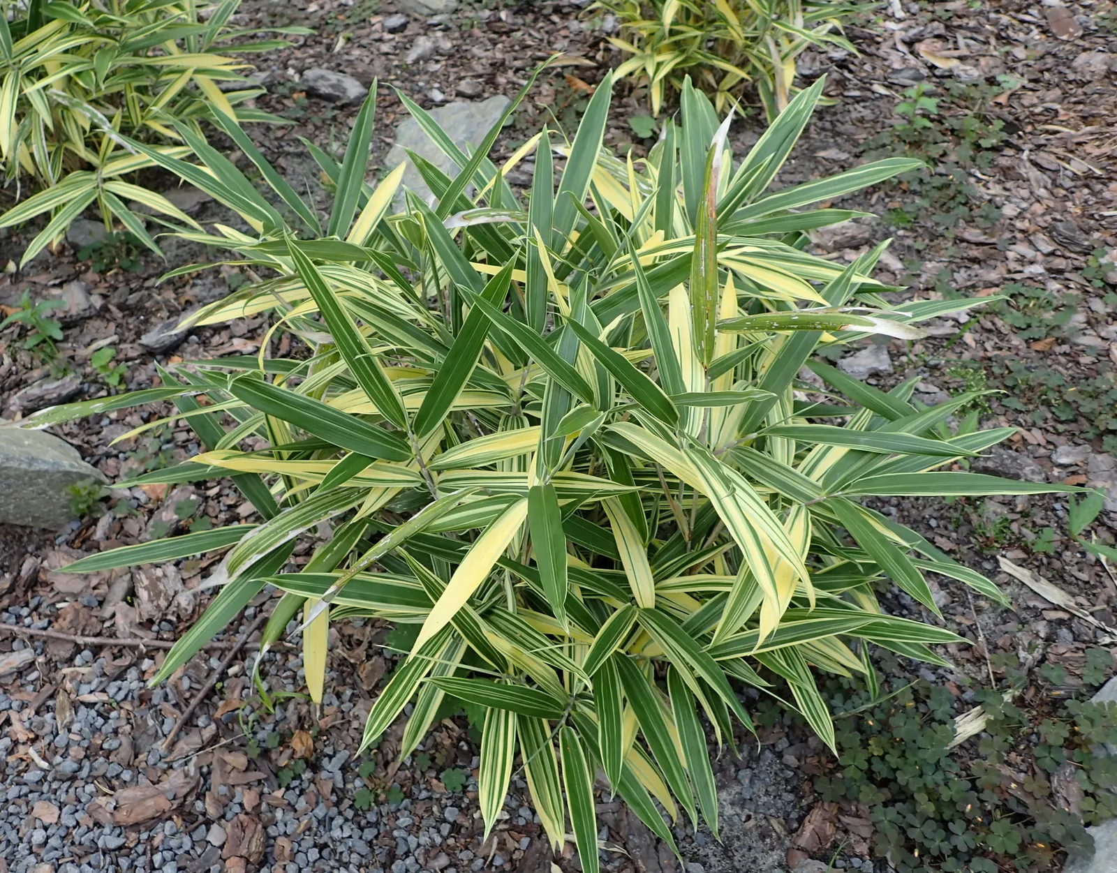 White Striped Dwarf Bamboo (Sasaella Masamuneana 'Albostriata') — adds elegance with its variegated
